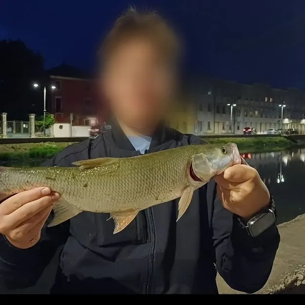 The most recent Asp catches on Fishbrain