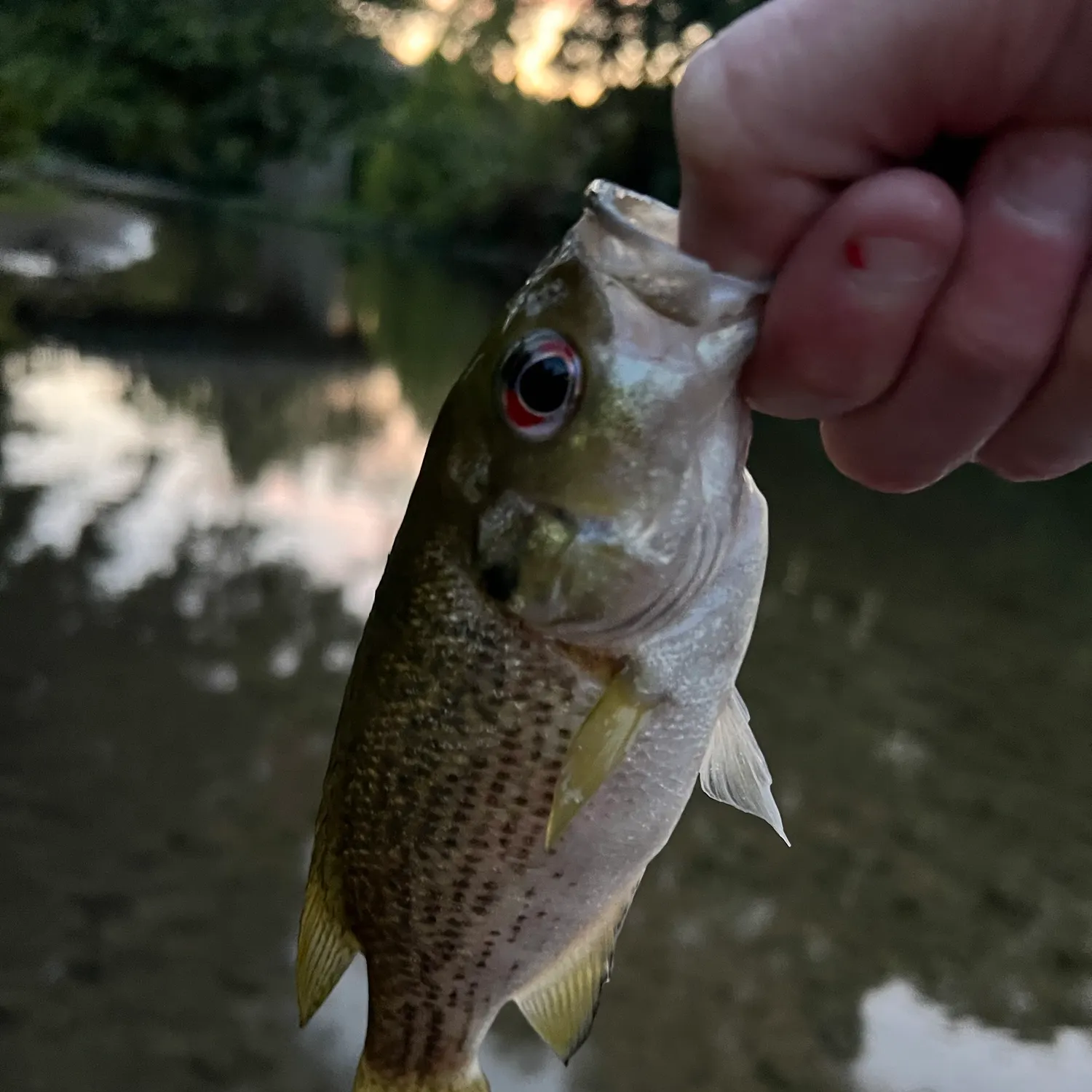 Rock bass caught on Fishbrain