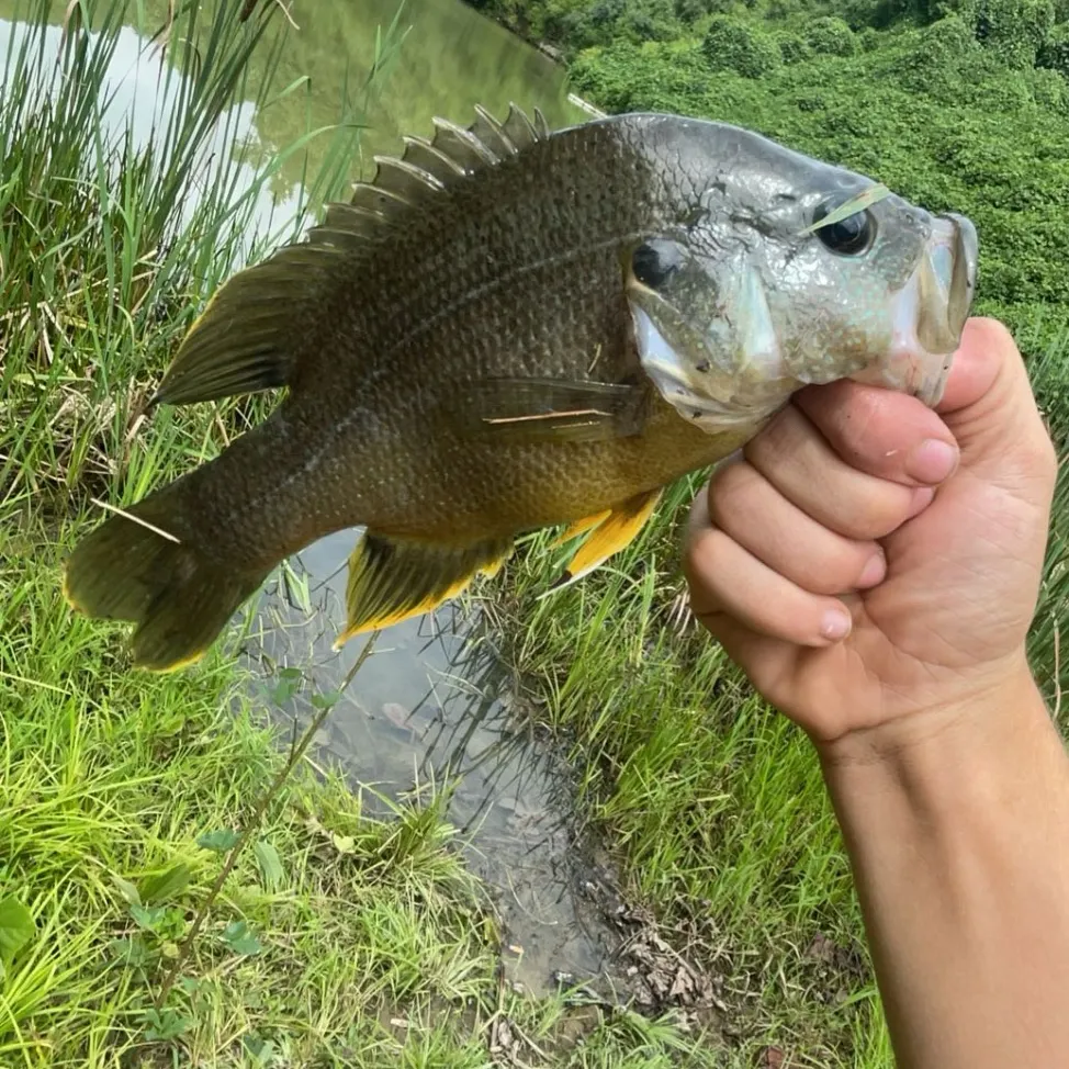 The most recent Wargill hybrid catches on Fishbrain