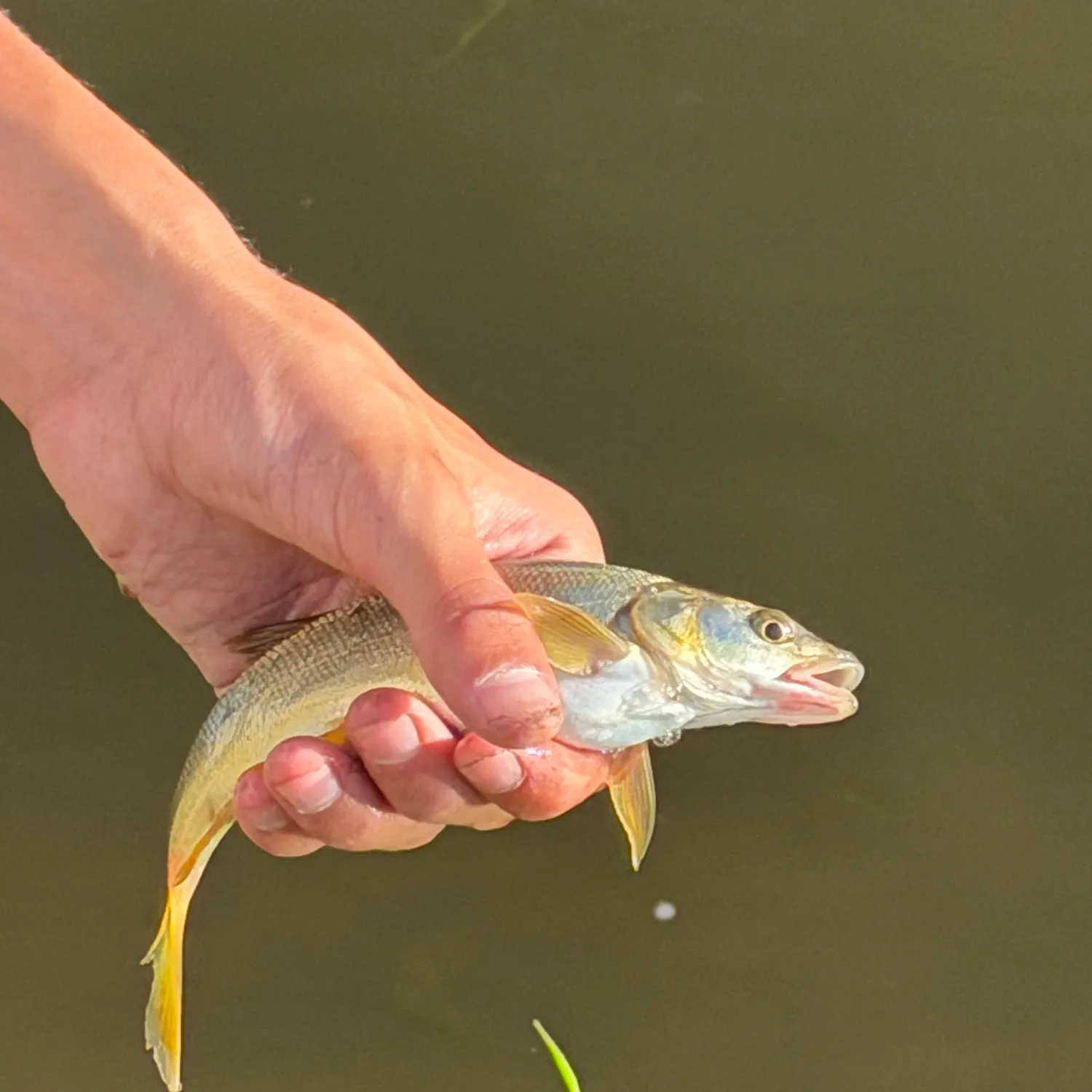 The most recent Northern pikeminnow catches on Fishbrain