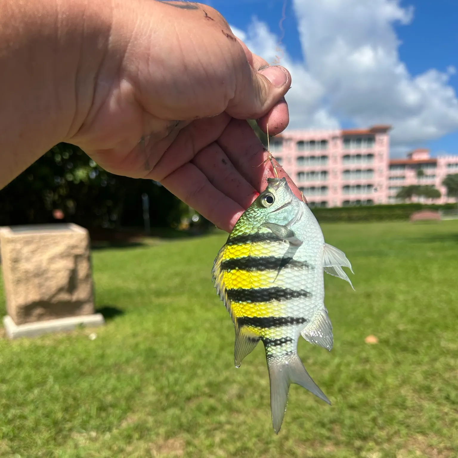 catch