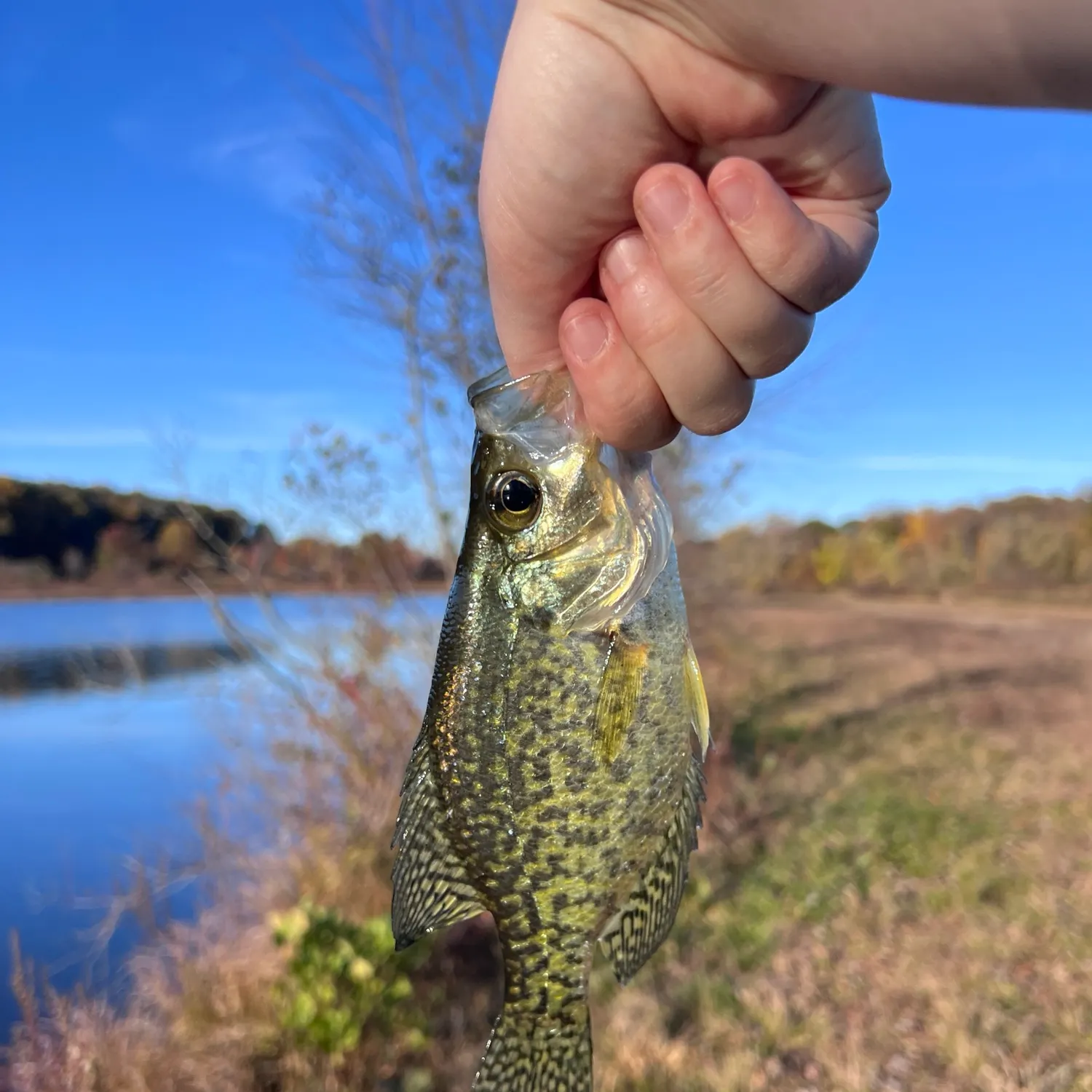 Black crappie caught on Fishbrain