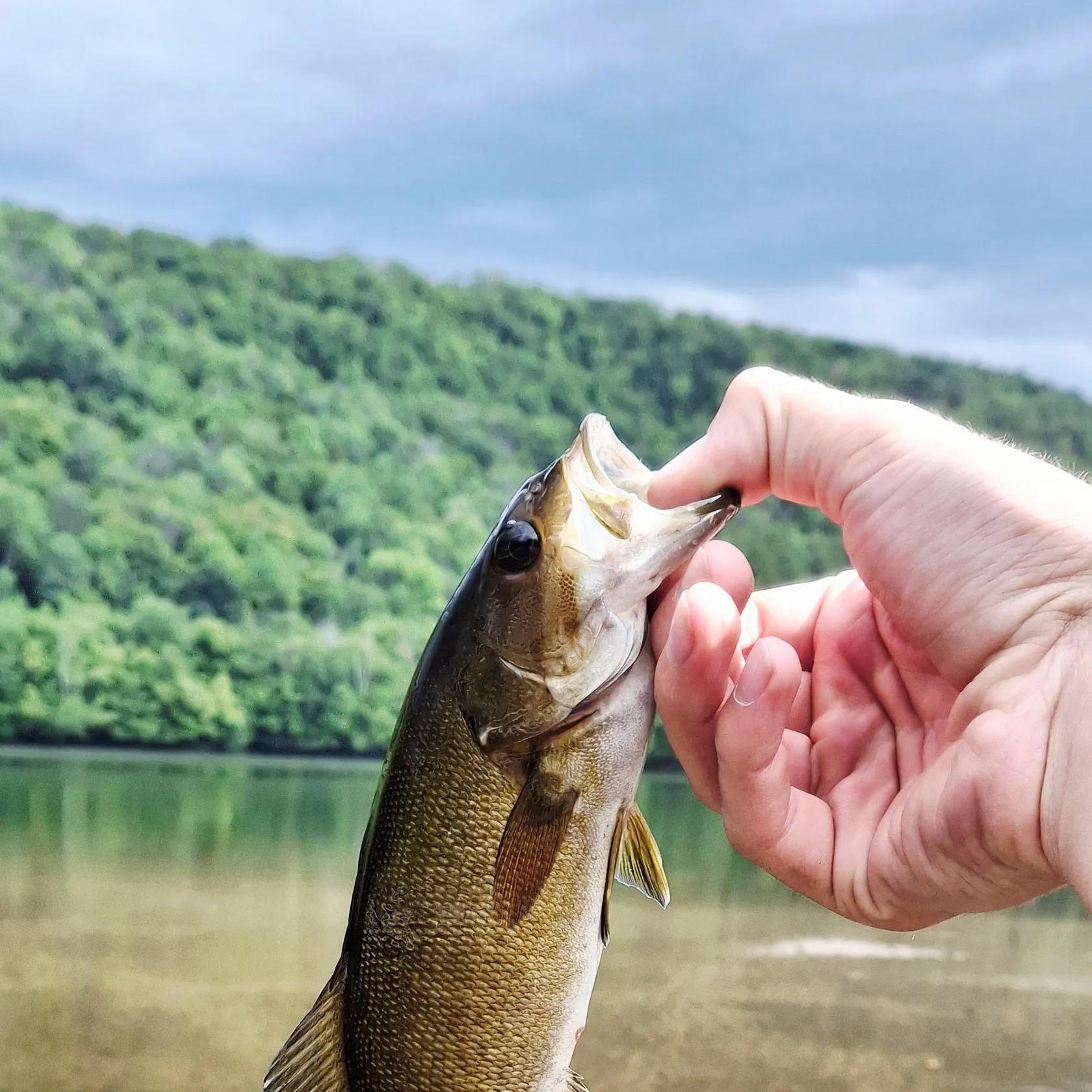 Smallmouth bass caught on Fishbrain