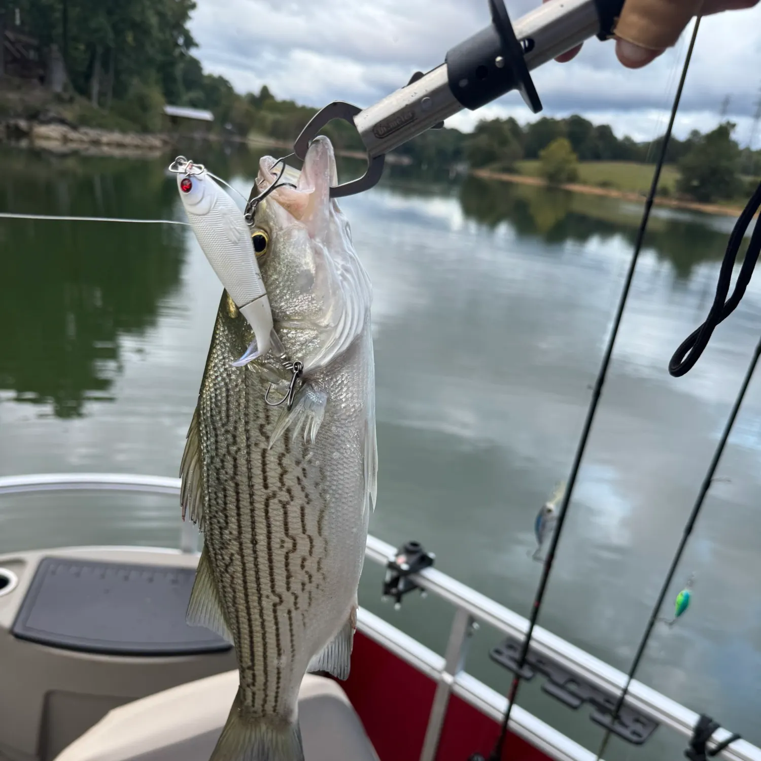 Wiper caught on Fishbrain