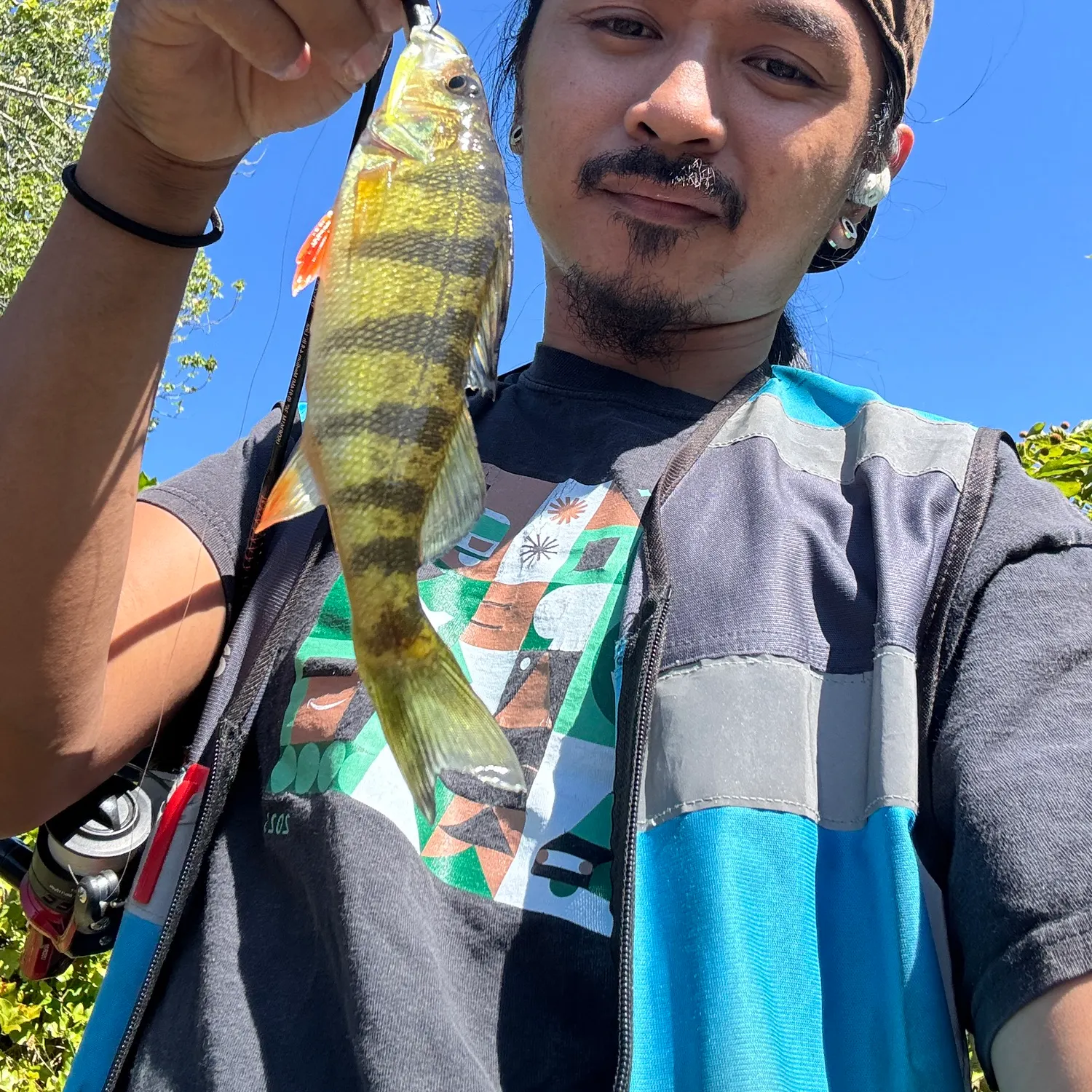 Yellow perch caught on Fishbrain