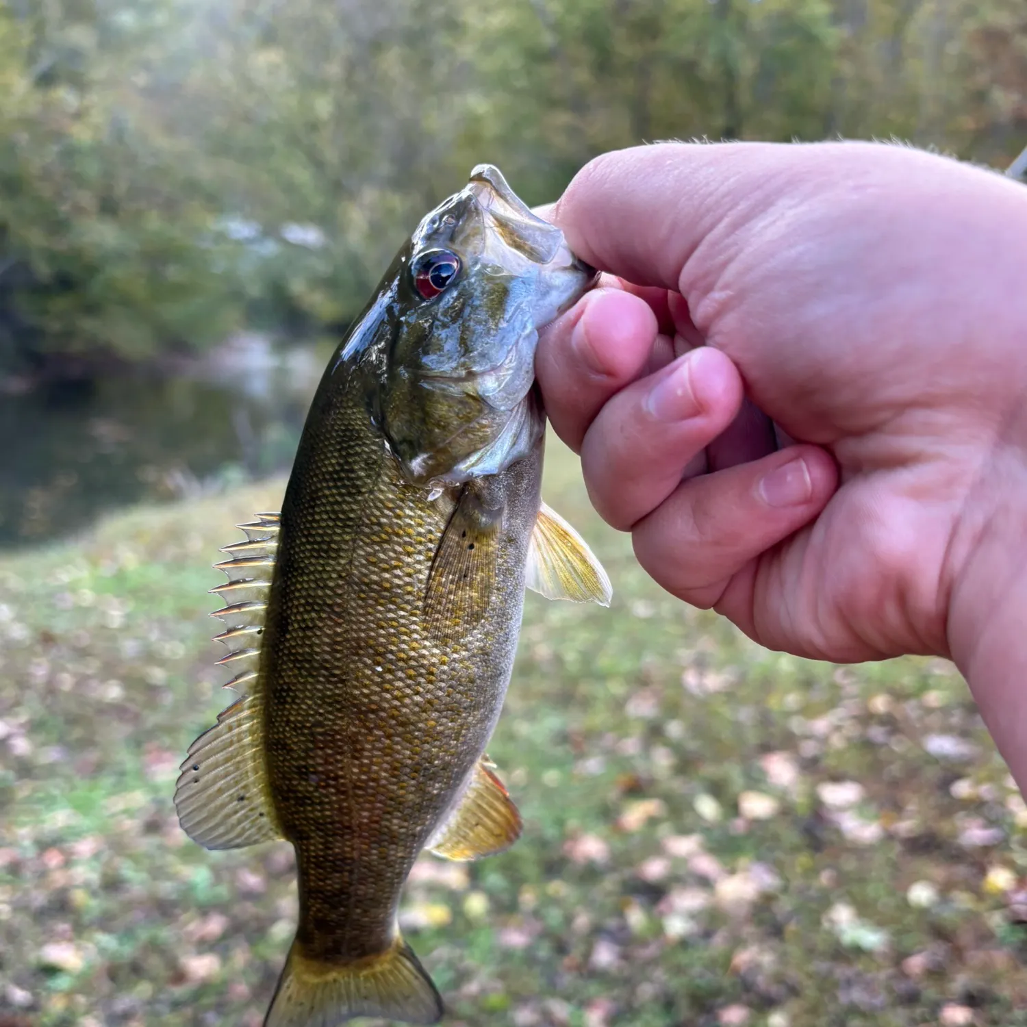Smallmouth bass caught on Fishbrain