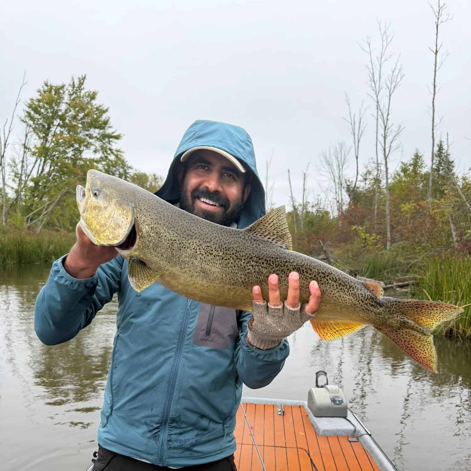 Chinook salmon caught on Fishbrain