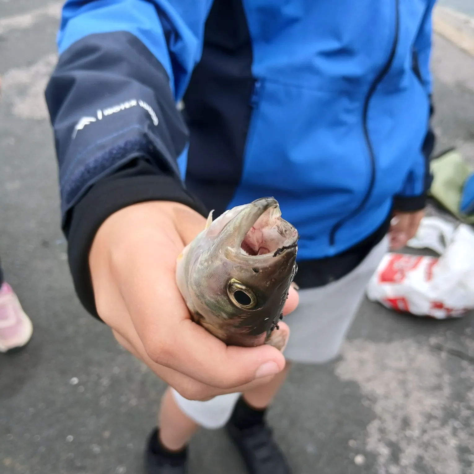 Fish caught on Fishbrain