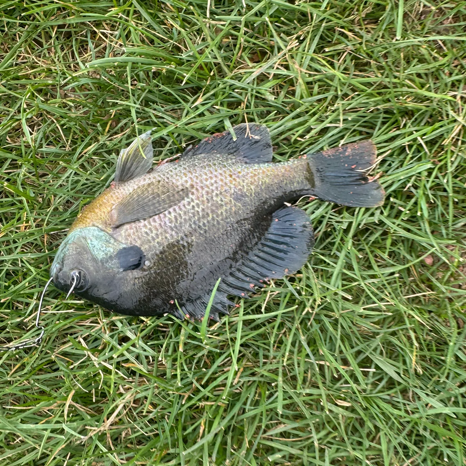 The most recent Bluegill catches on Fishbrain
