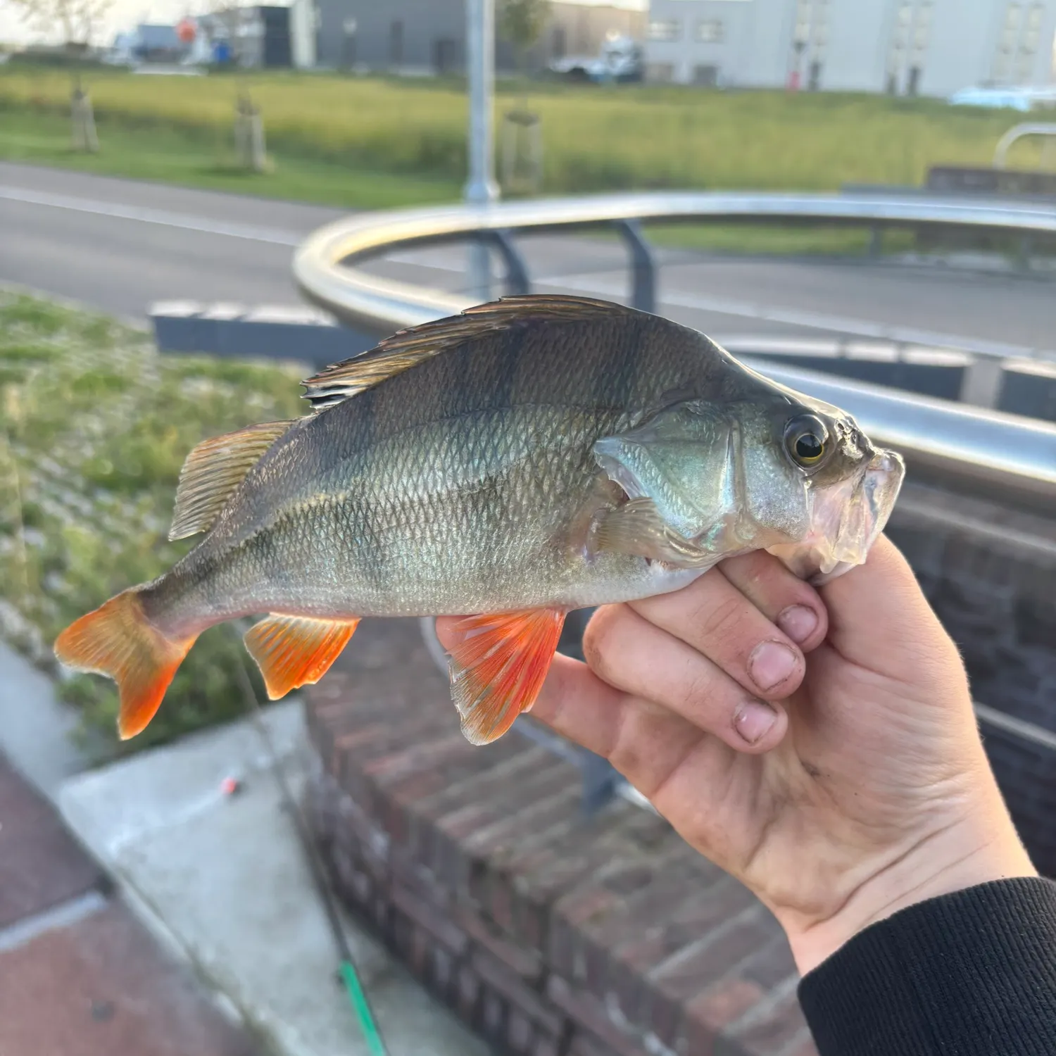European perch caught on Fishbrain