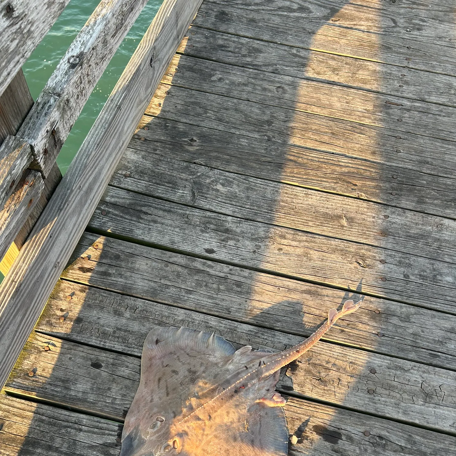 The most recent Clearnose skate catches on Fishbrain