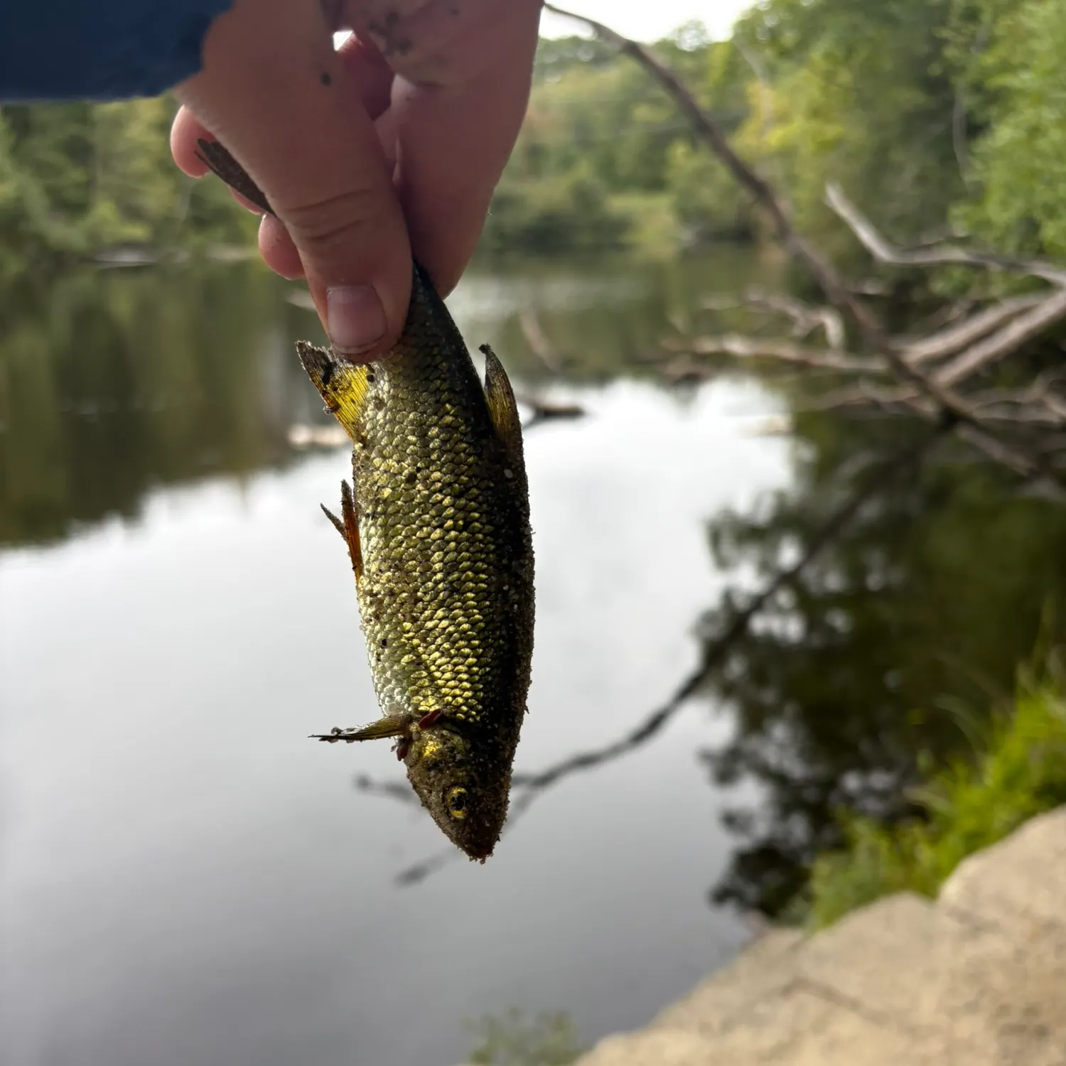 Golden shiner caught on Fishbrain