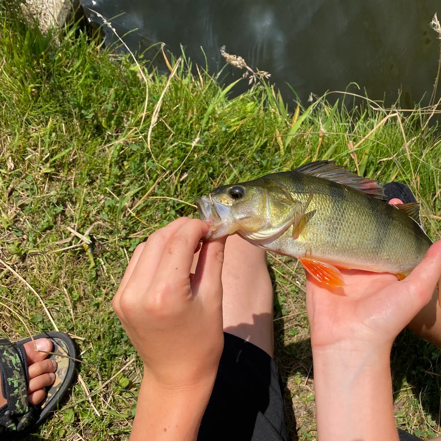 European perch caught on Fishbrain