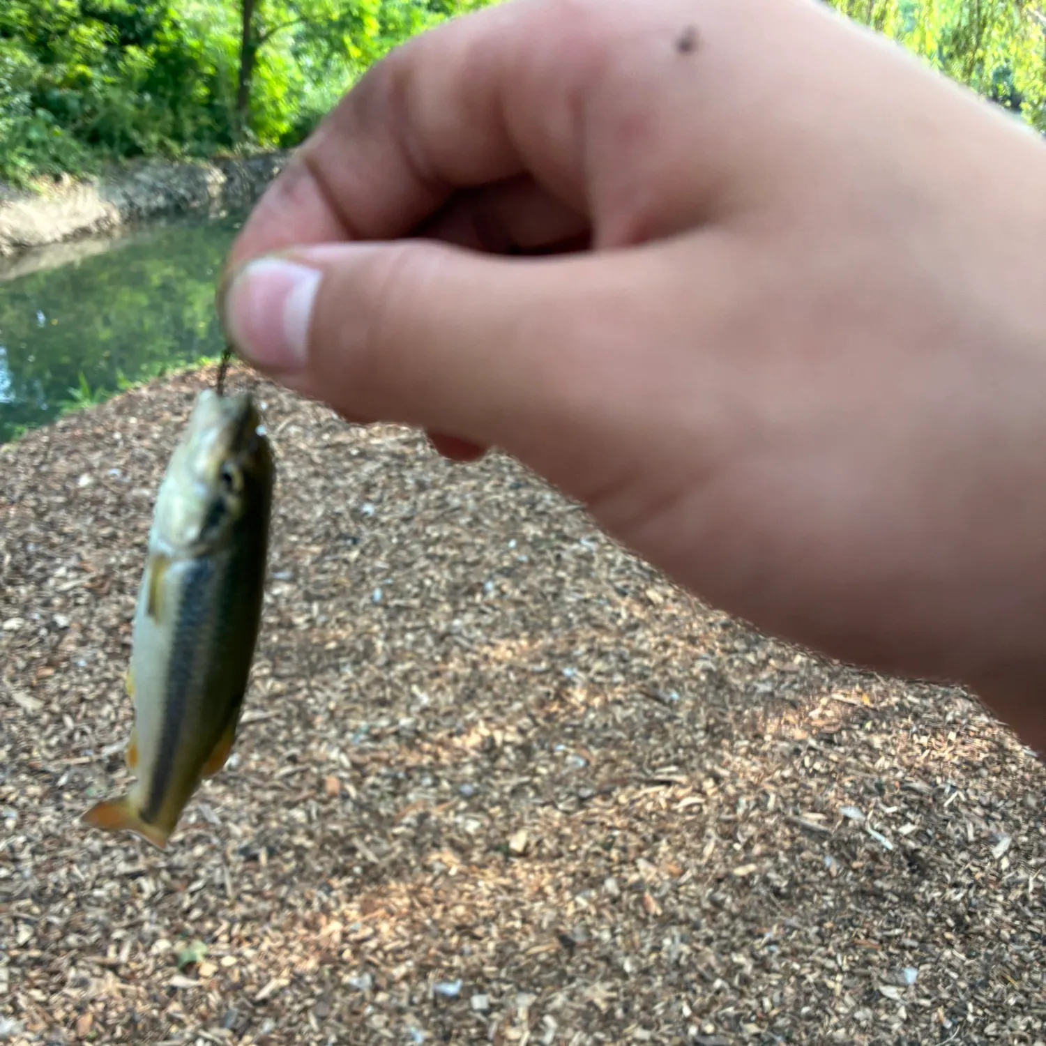 Creek chub caught on Fishbrain
