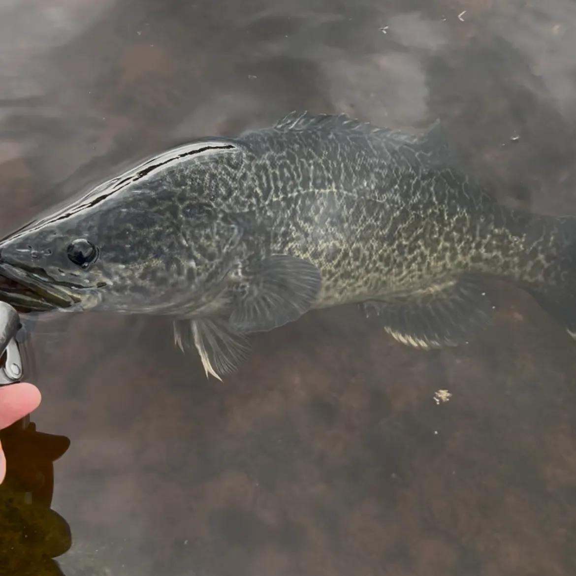 Murray cod caught on Fishbrain