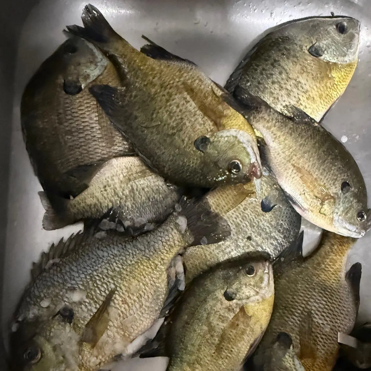 Bluegill caught on Fishbrain