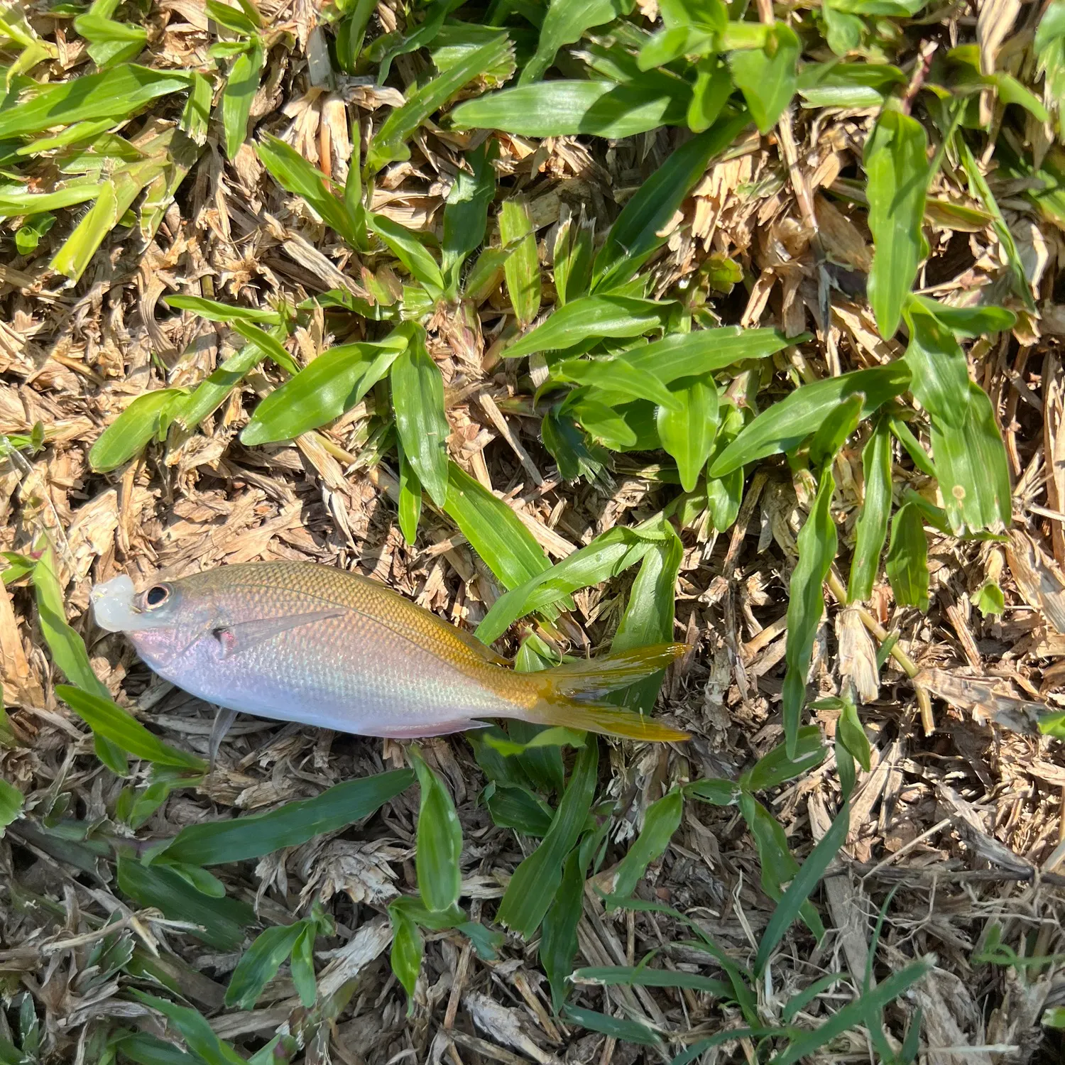 The most recent Redbelly yellowtail fusilier catches on Fishbrain
