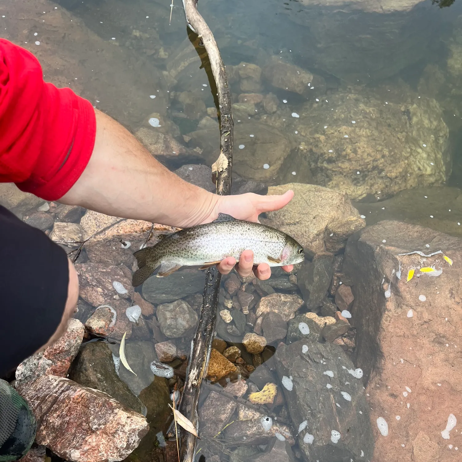 Rainbow trout caught on Fishbrain