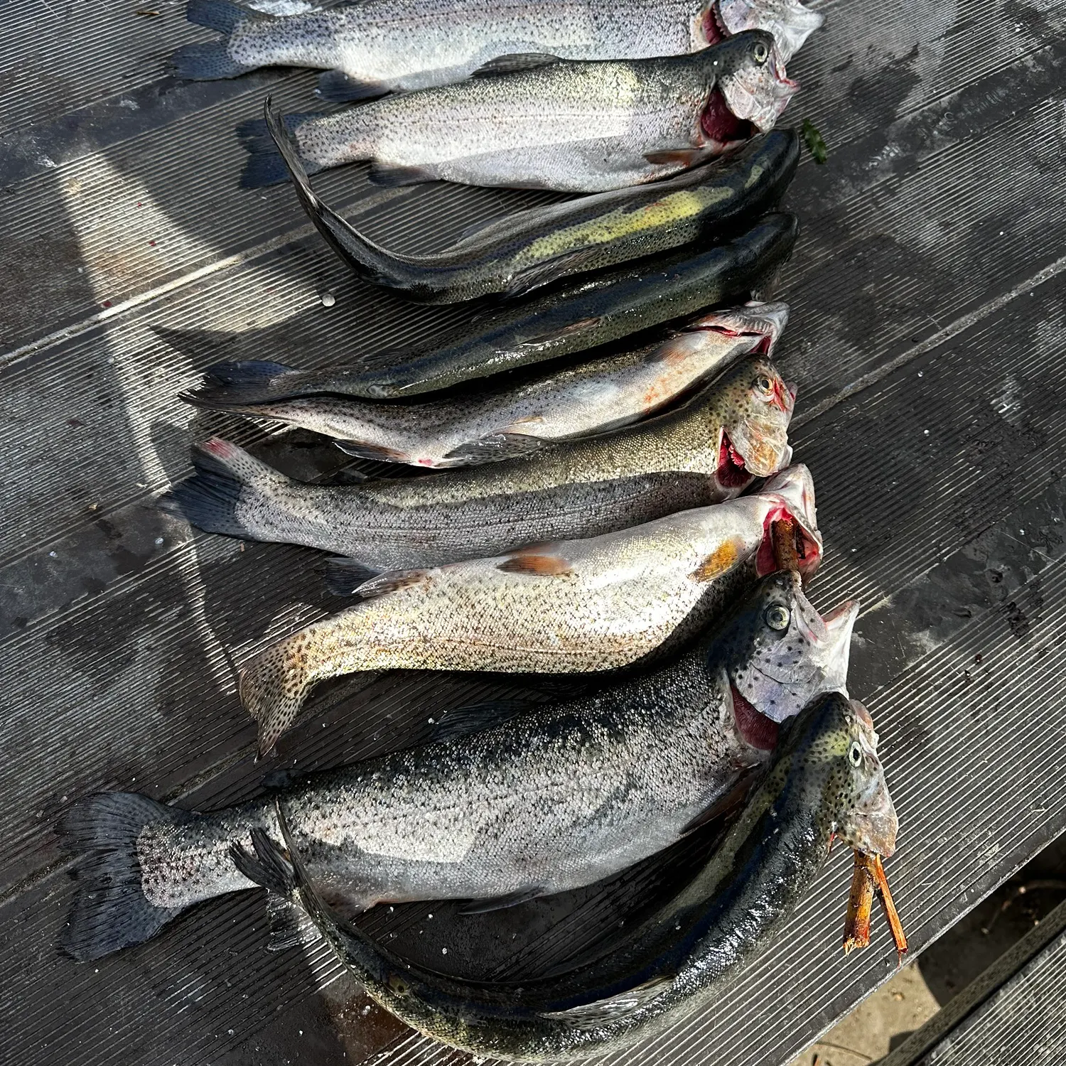 recently logged catches