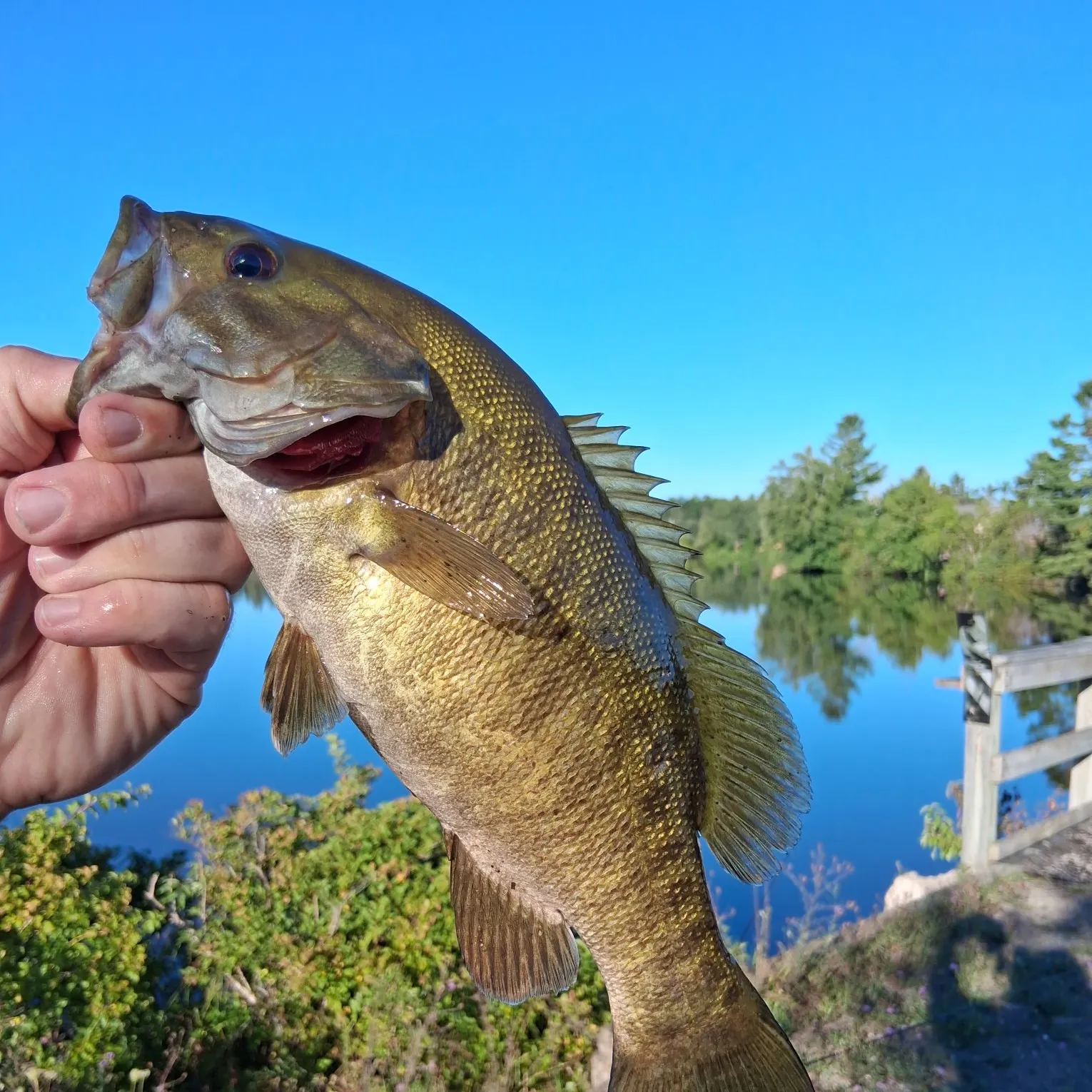 Smallmouth bass caught on Fishbrain