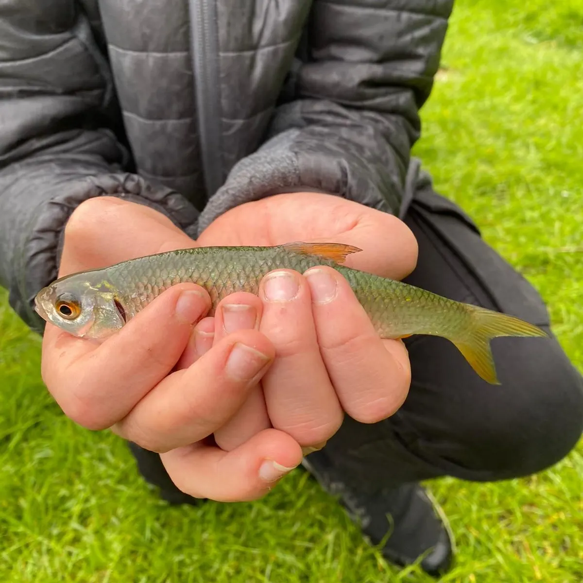 Common roach caught on Fishbrain