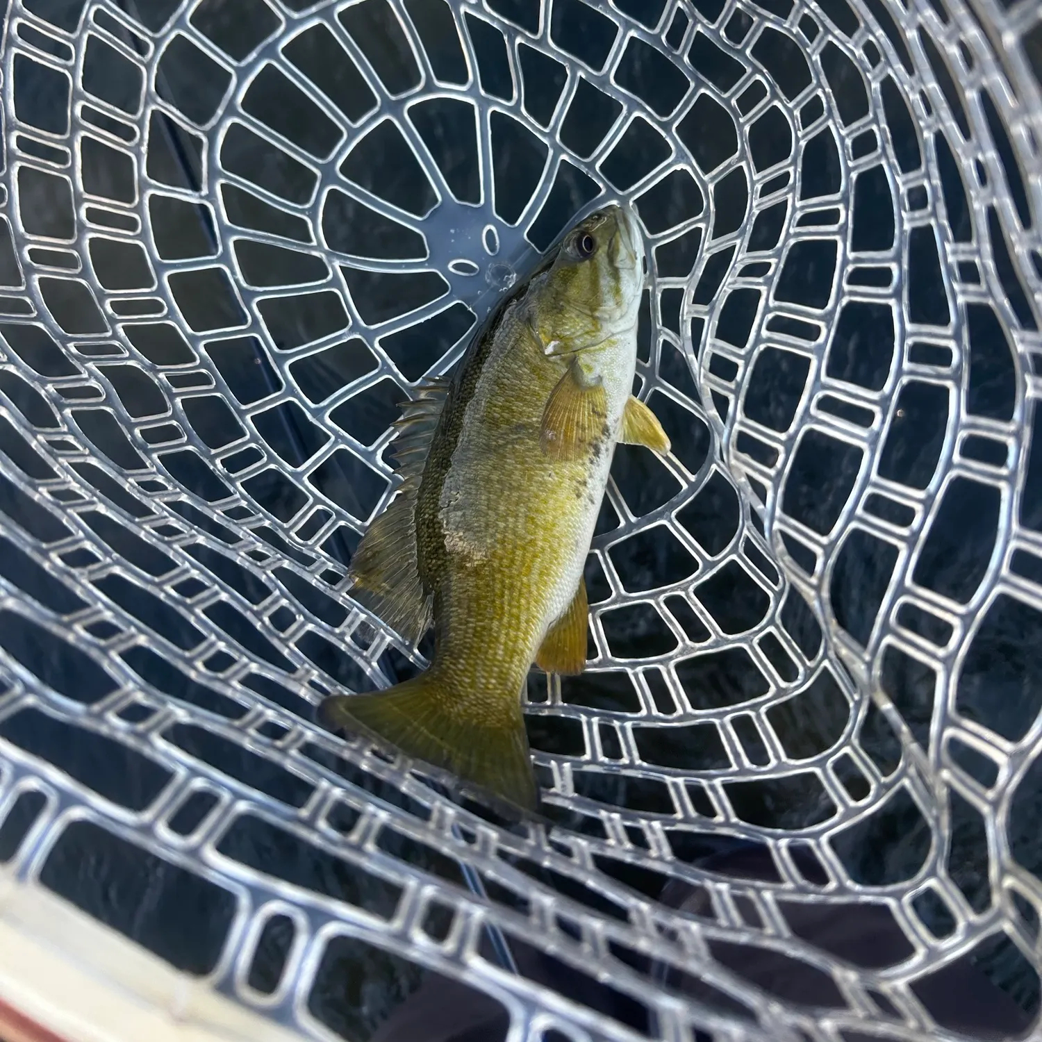 Smallmouth bass caught on Fishbrain