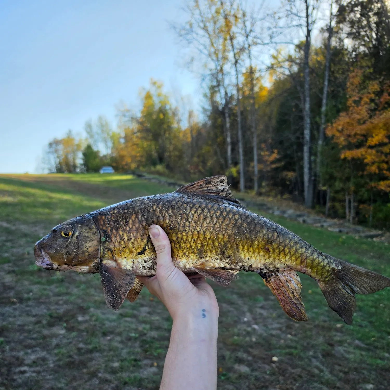 Golden redhorse caught on Fishbrain