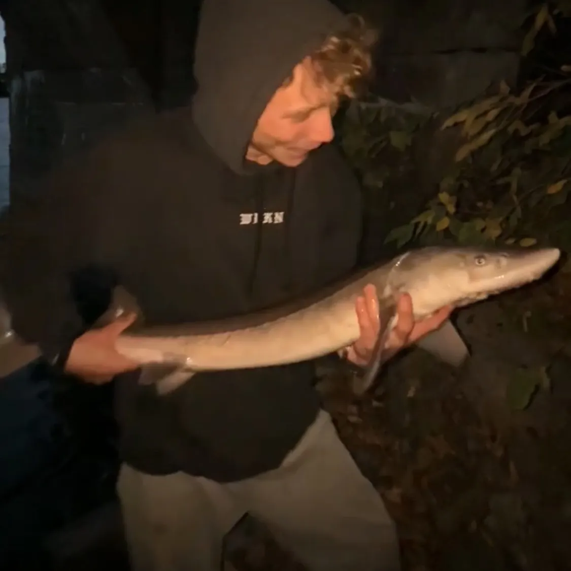 Lake sturgeon caught on Fishbrain