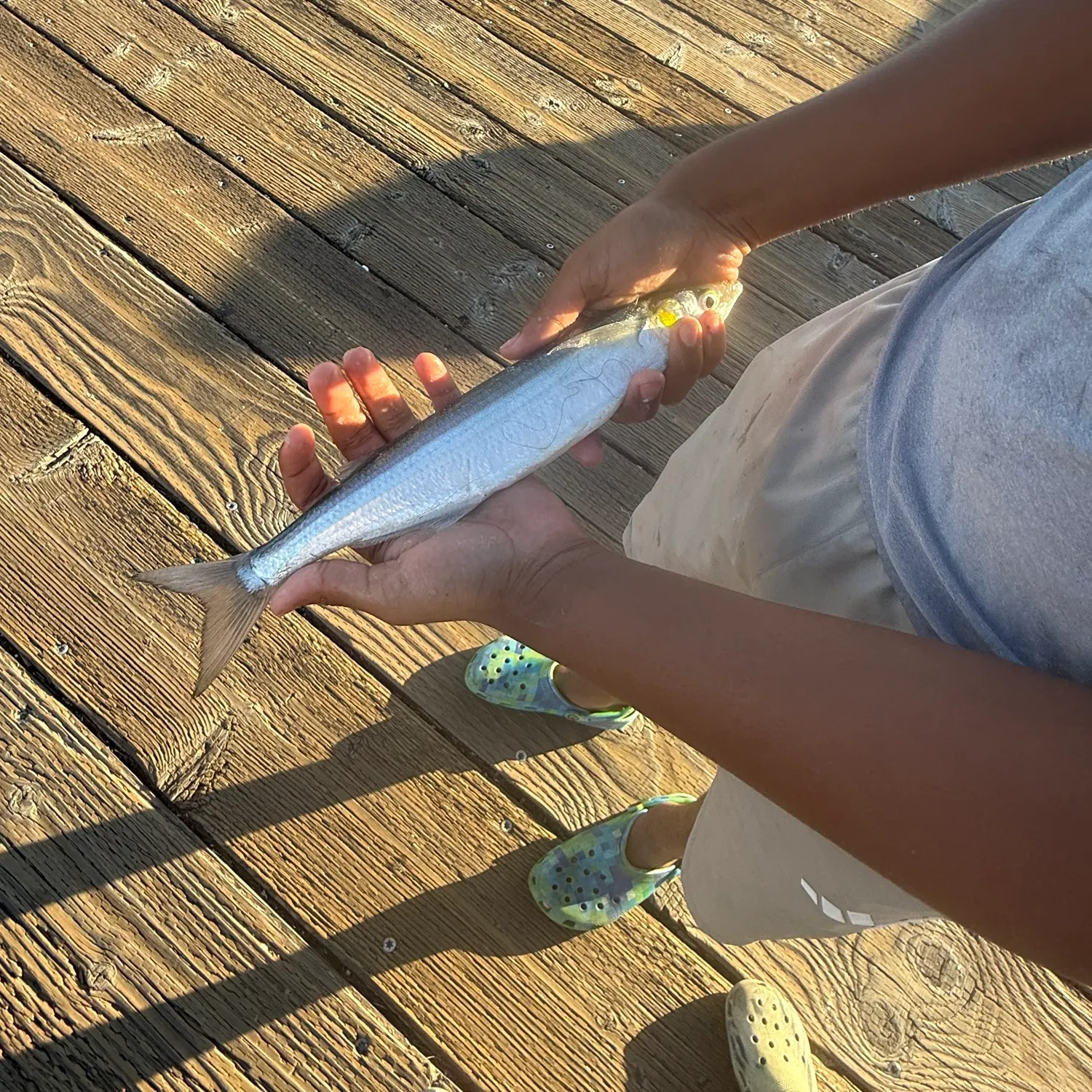 The most recent Surf smelt catches on Fishbrain