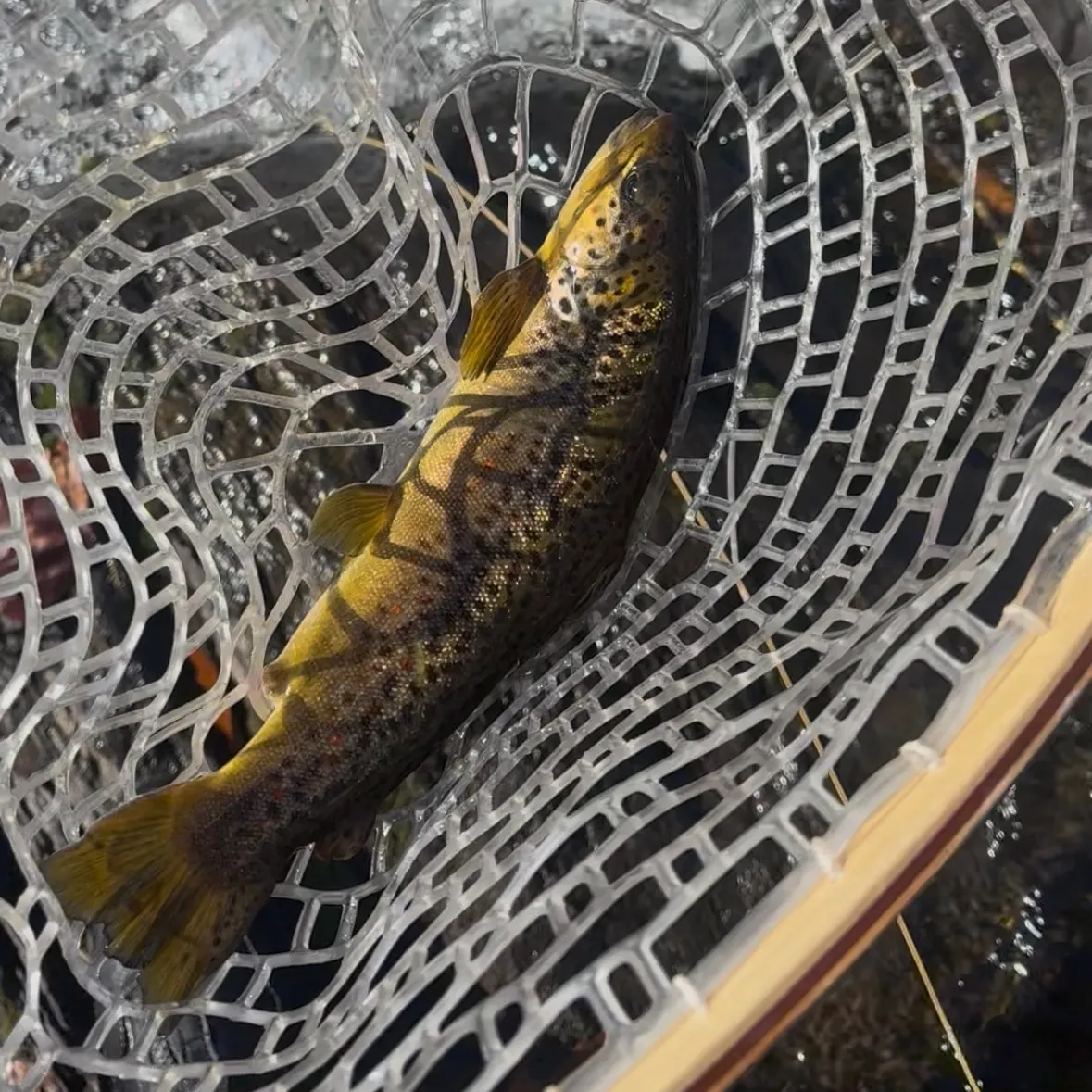 Brown trout caught on Fishbrain