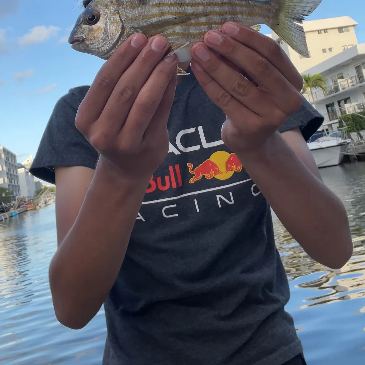 The most recent Western Atlantic seabream catches on Fishbrain