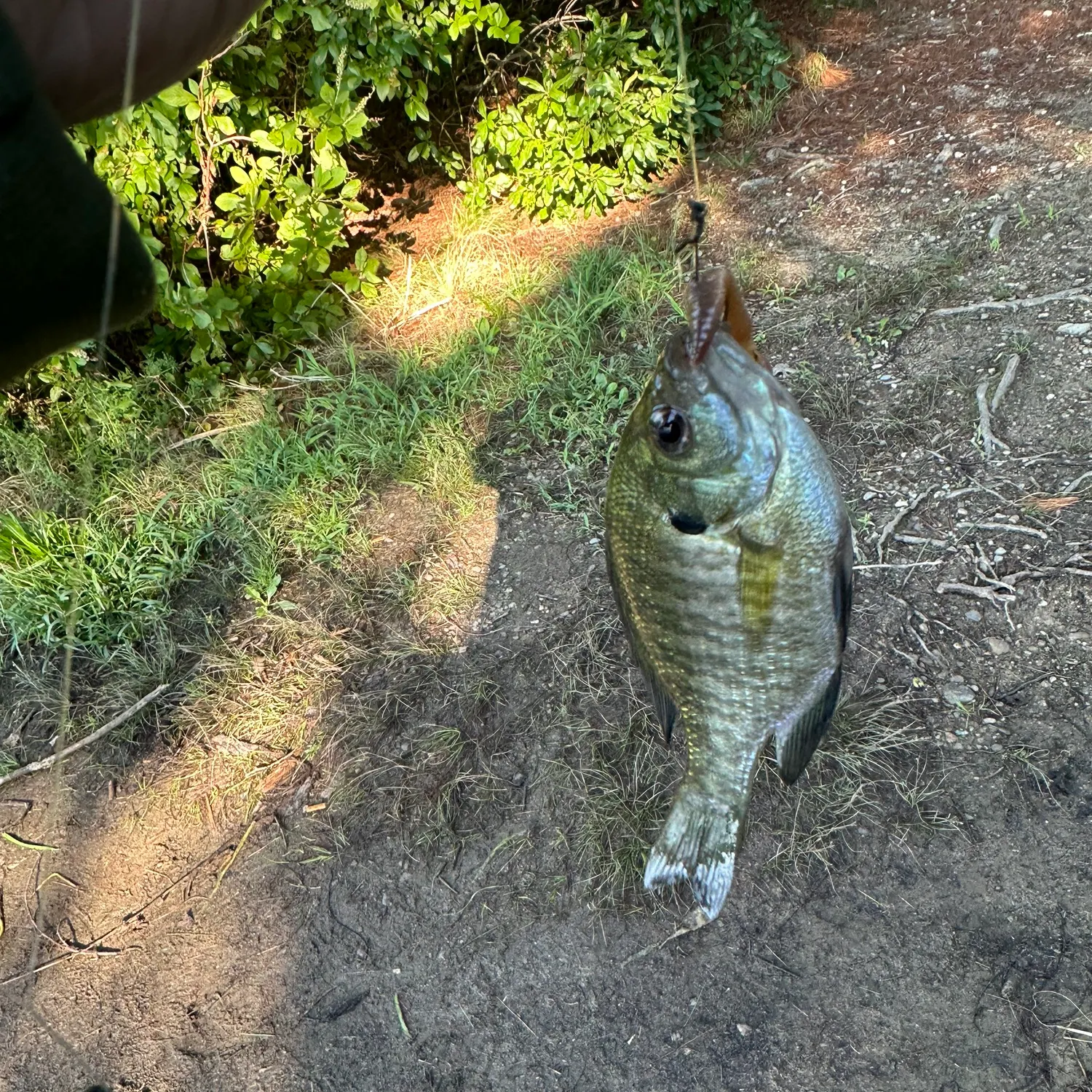 Bluegill caught on Fishbrain