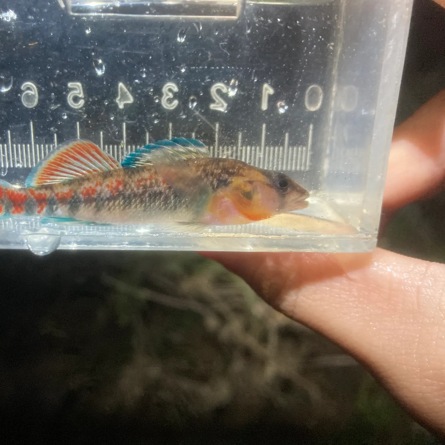 The most recent Orangethroat darter catches on Fishbrain