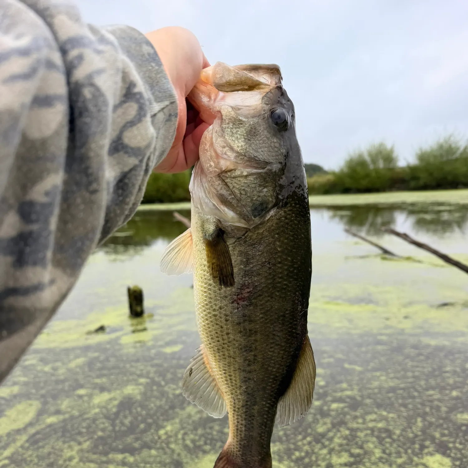 Largemouth bass caught on Fishbrain