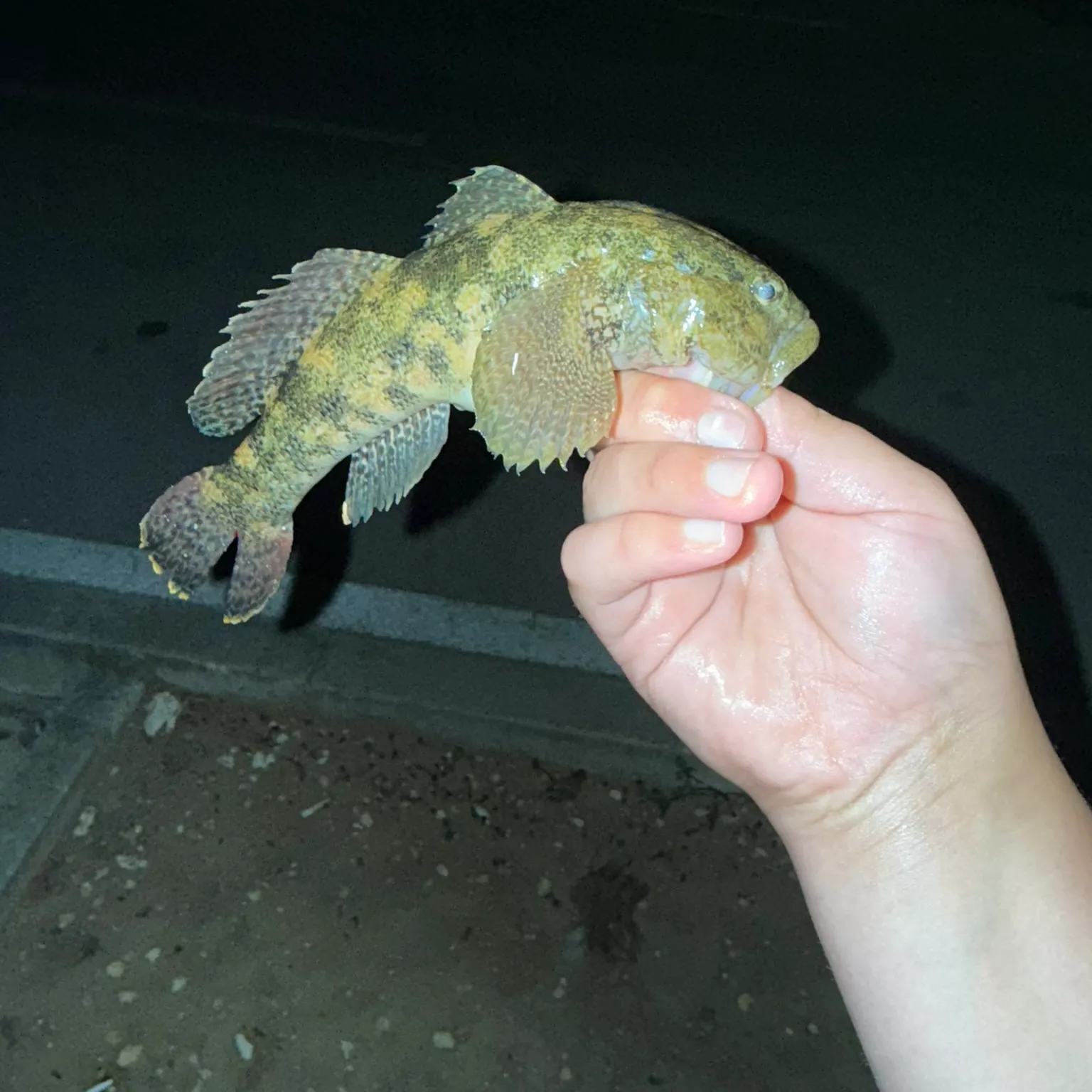 The most recent Giant goby catches on Fishbrain