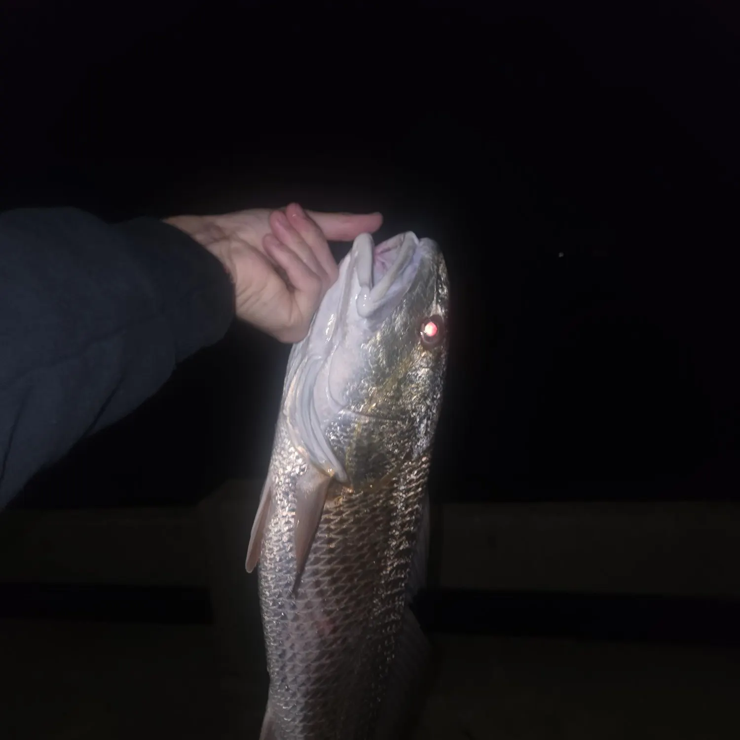 Red drum caught on Fishbrain