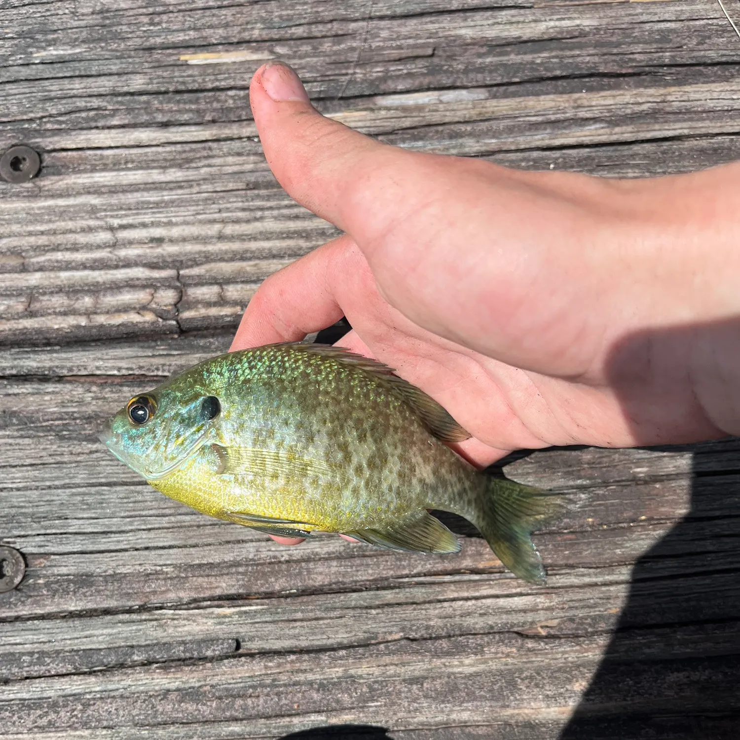 Bluegill caught on Fishbrain
