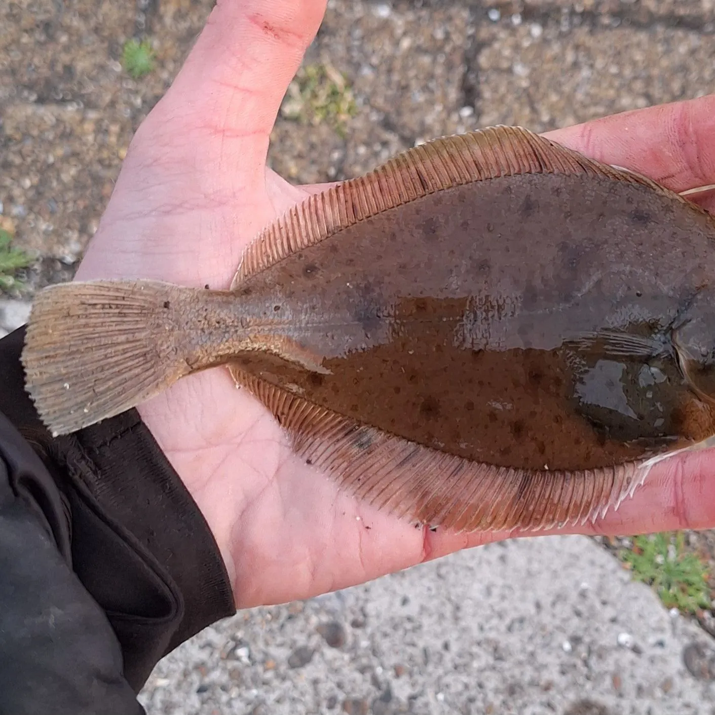 The most recent Common dab catches on Fishbrain