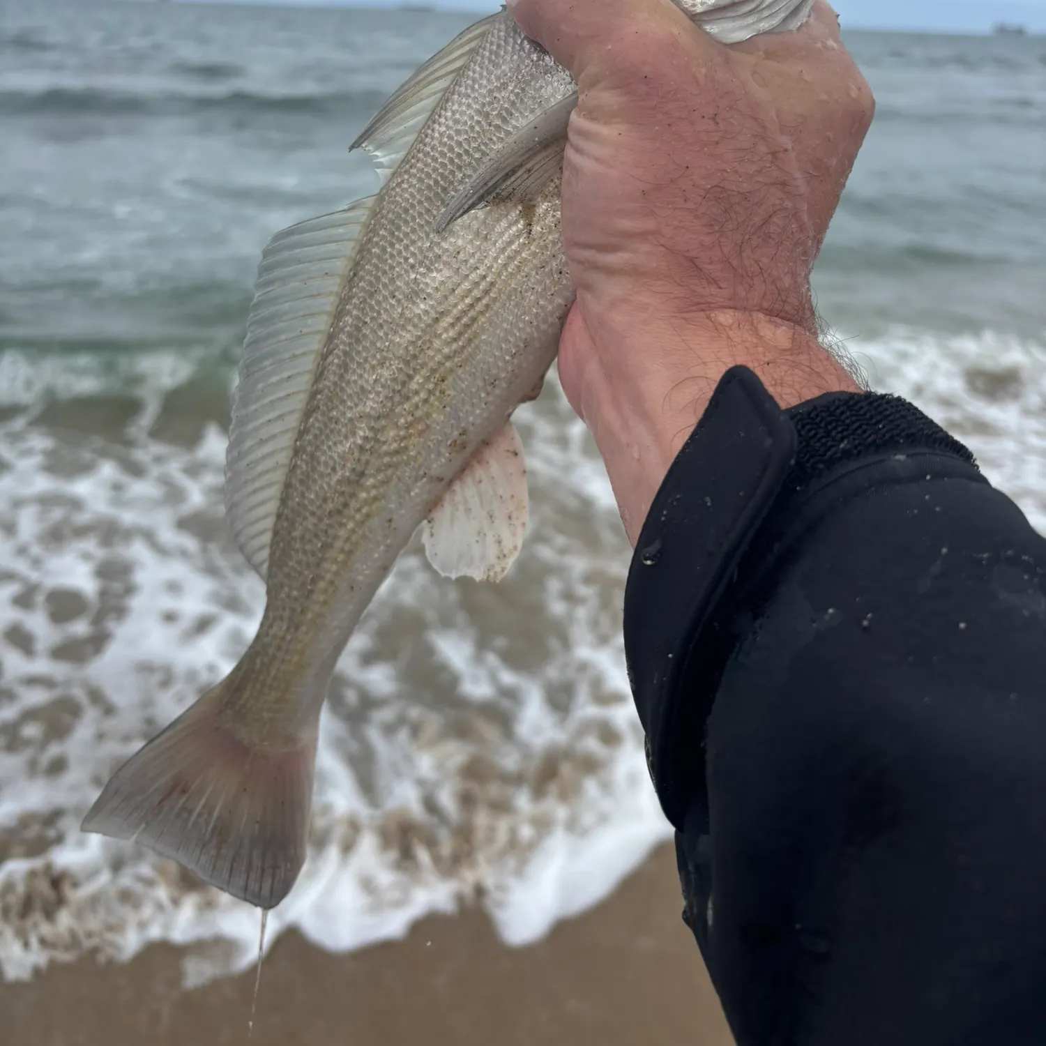 The most recent California corbina catches on Fishbrain