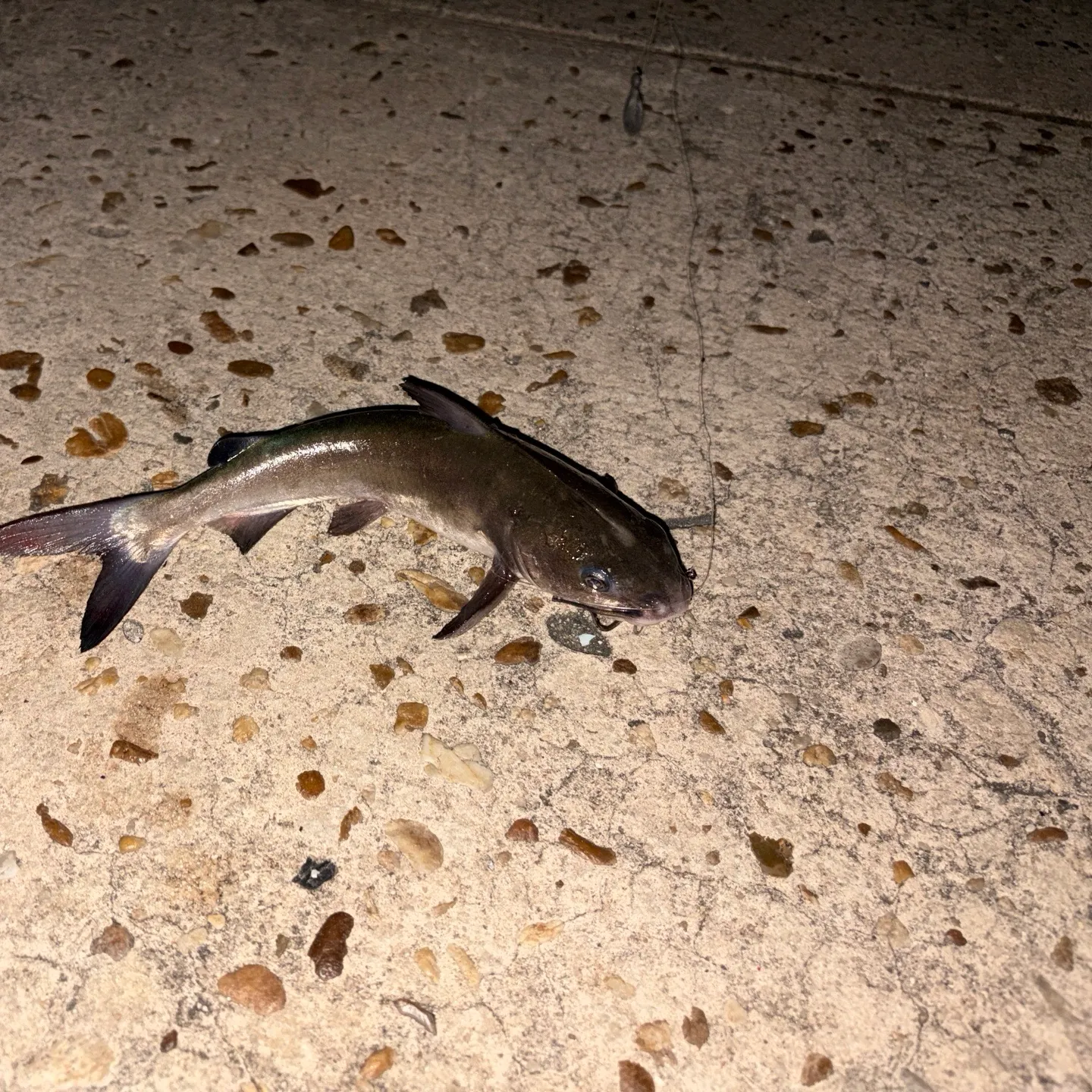 Channel catfish caught on Fishbrain