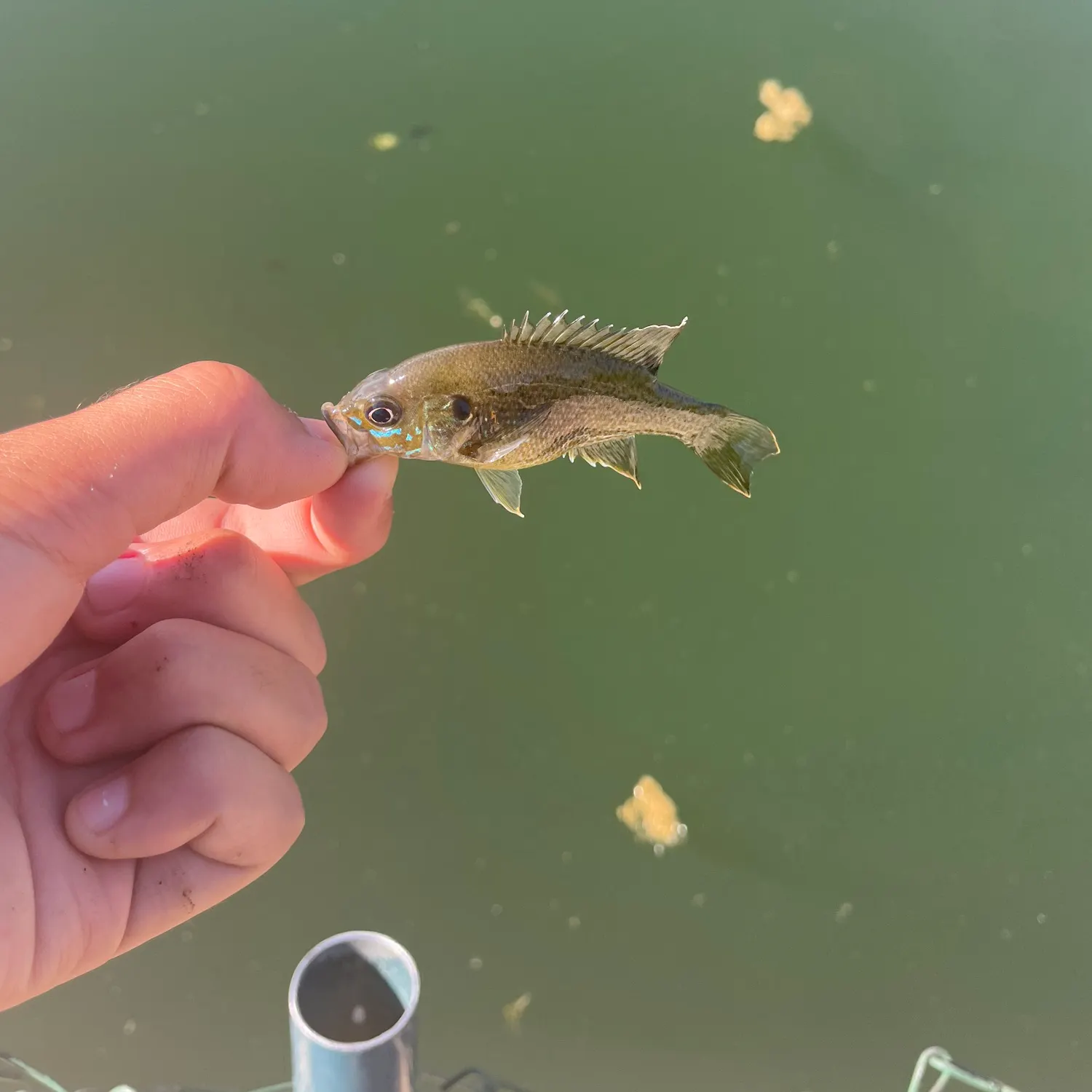 The most recent Giant grouper catches on Fishbrain