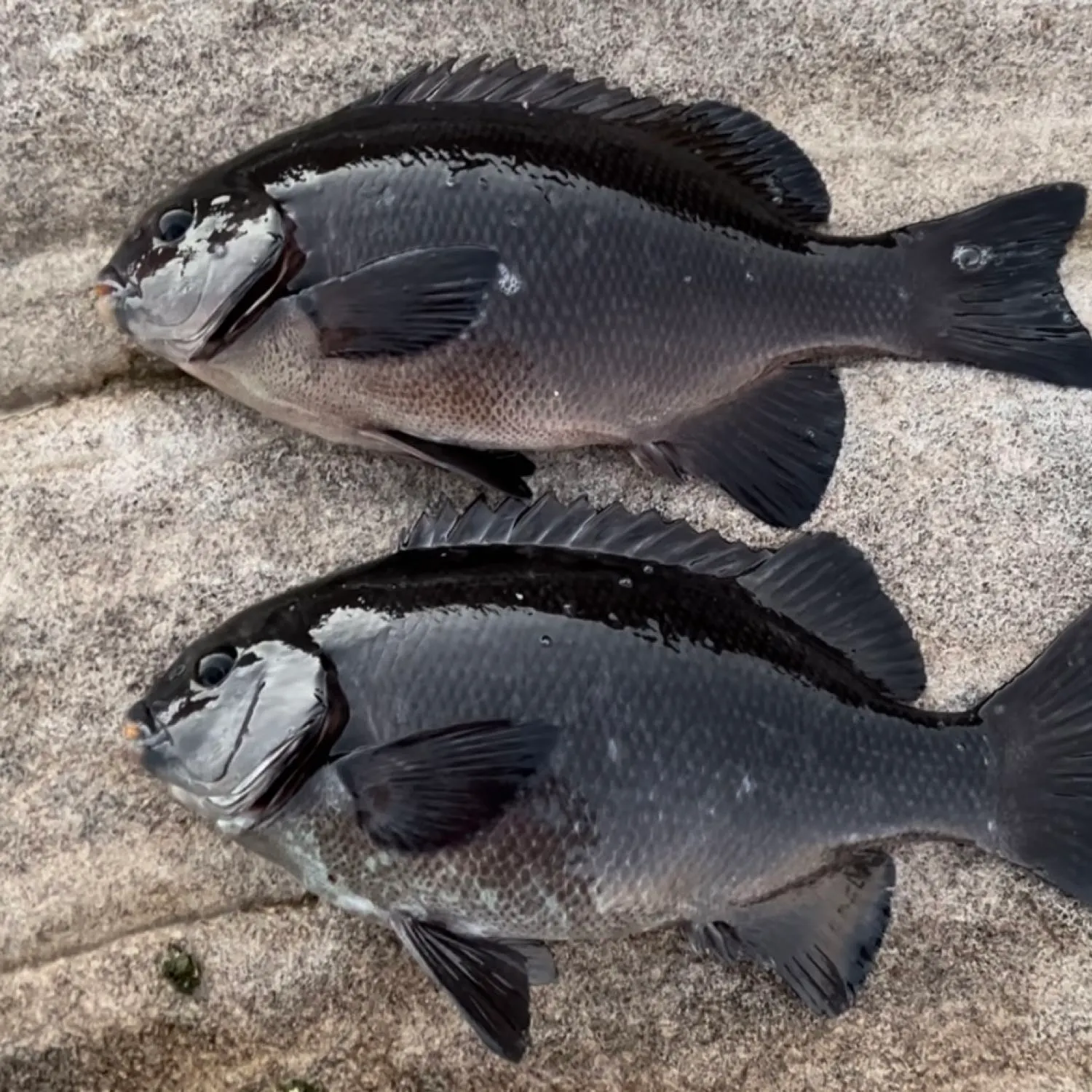 angler catch