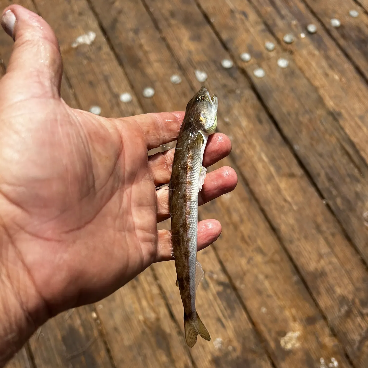 The most recent Brushtooth lizardfish catches on Fishbrain