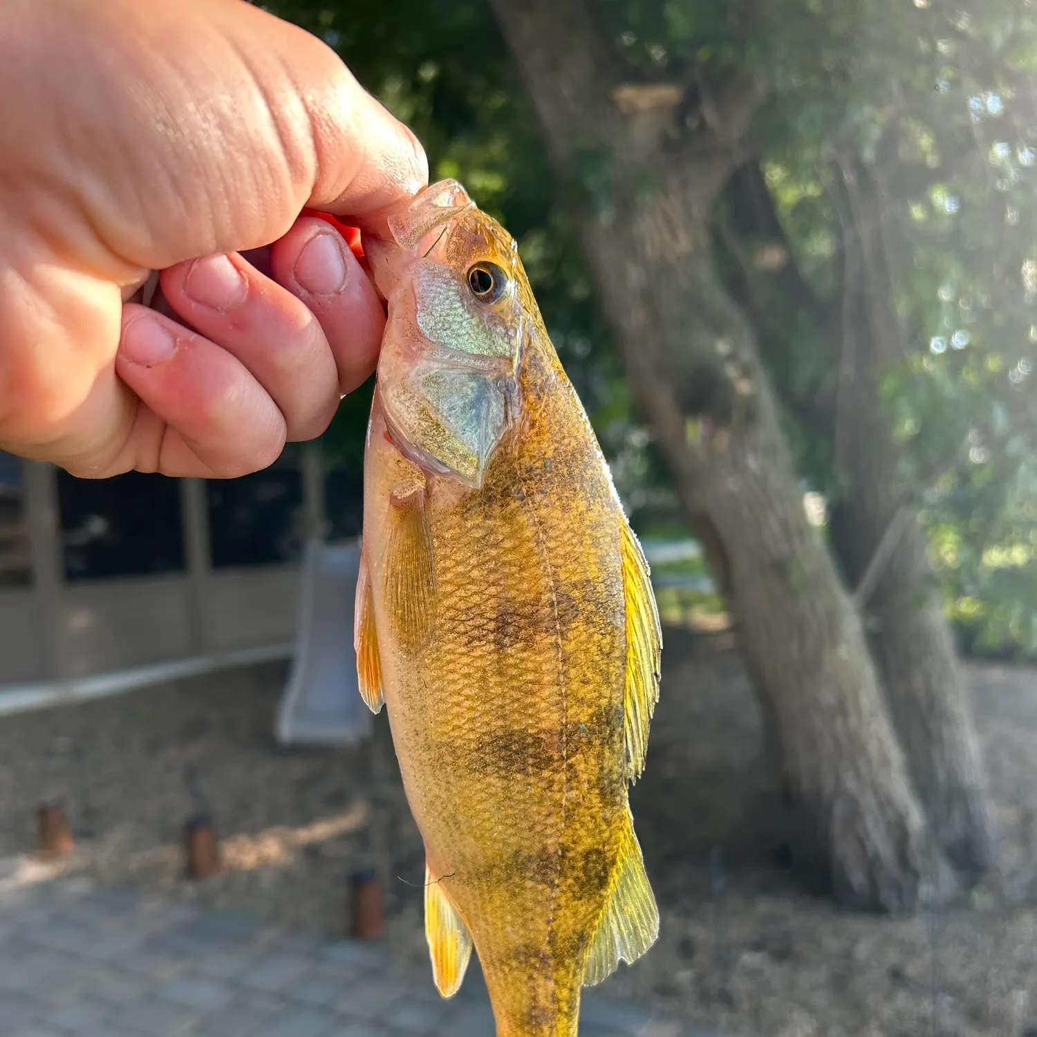 Yellow perch caught on Fishbrain