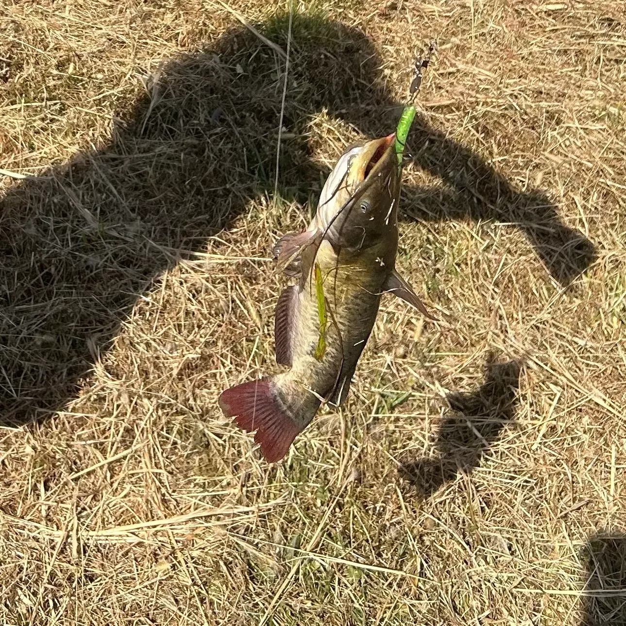 Black bullhead caught on Fishbrain