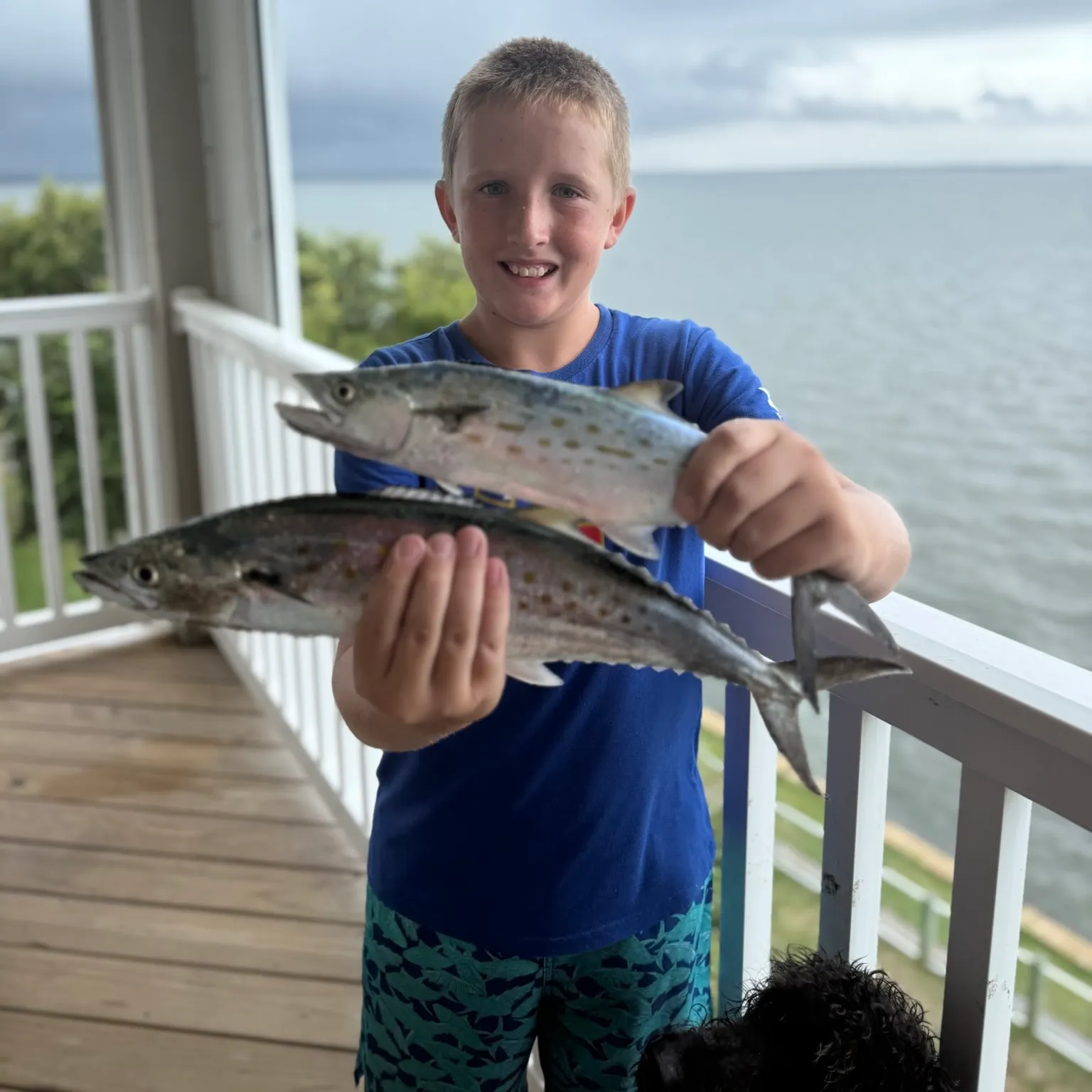 The most recent Spanish mackerel catches on Fishbrain