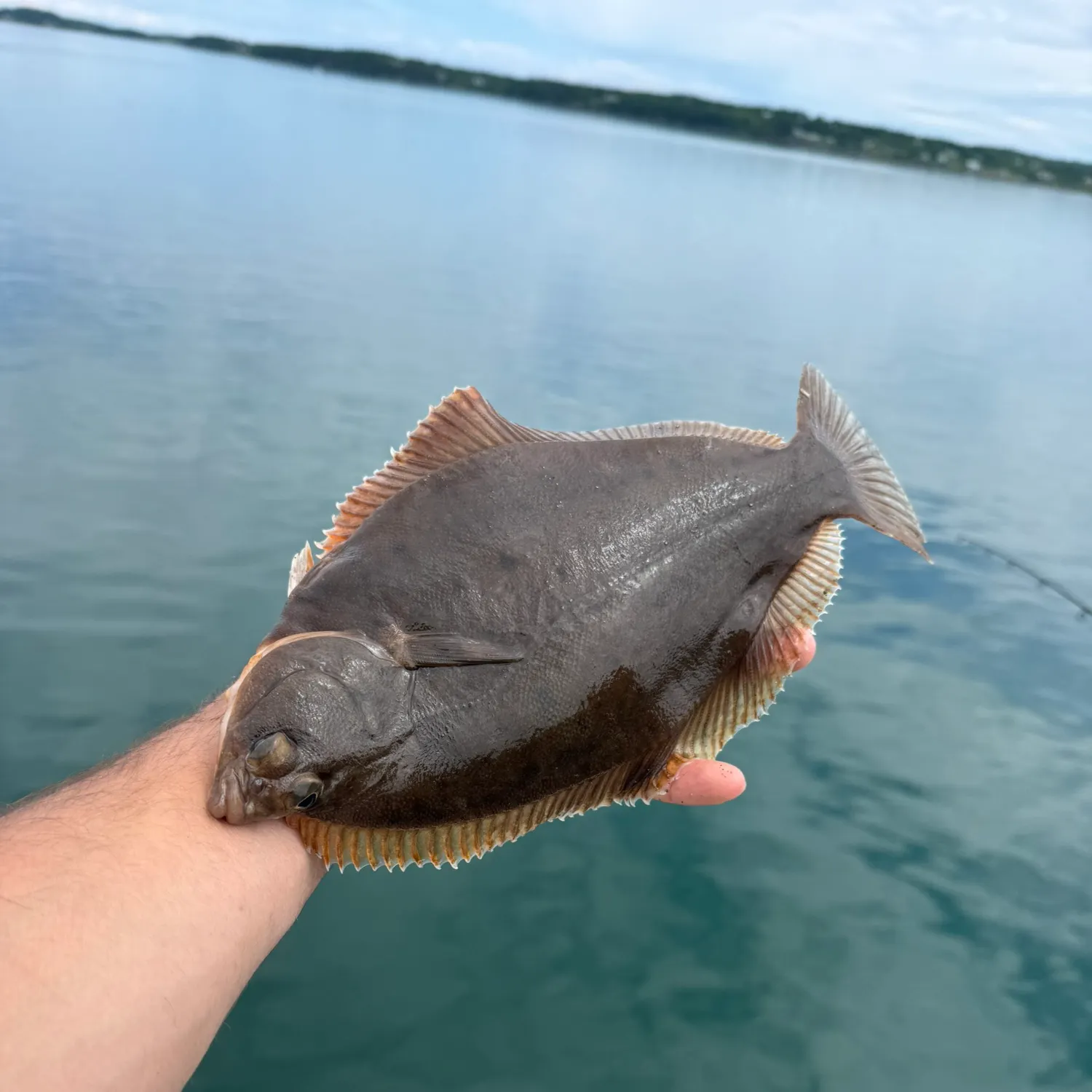 The most recent Winter flounder catches on Fishbrain