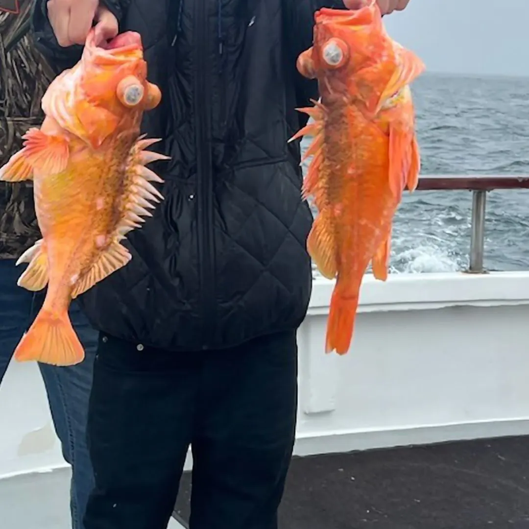 The most popular recent Cowcod rockfish catch on Fishbrain