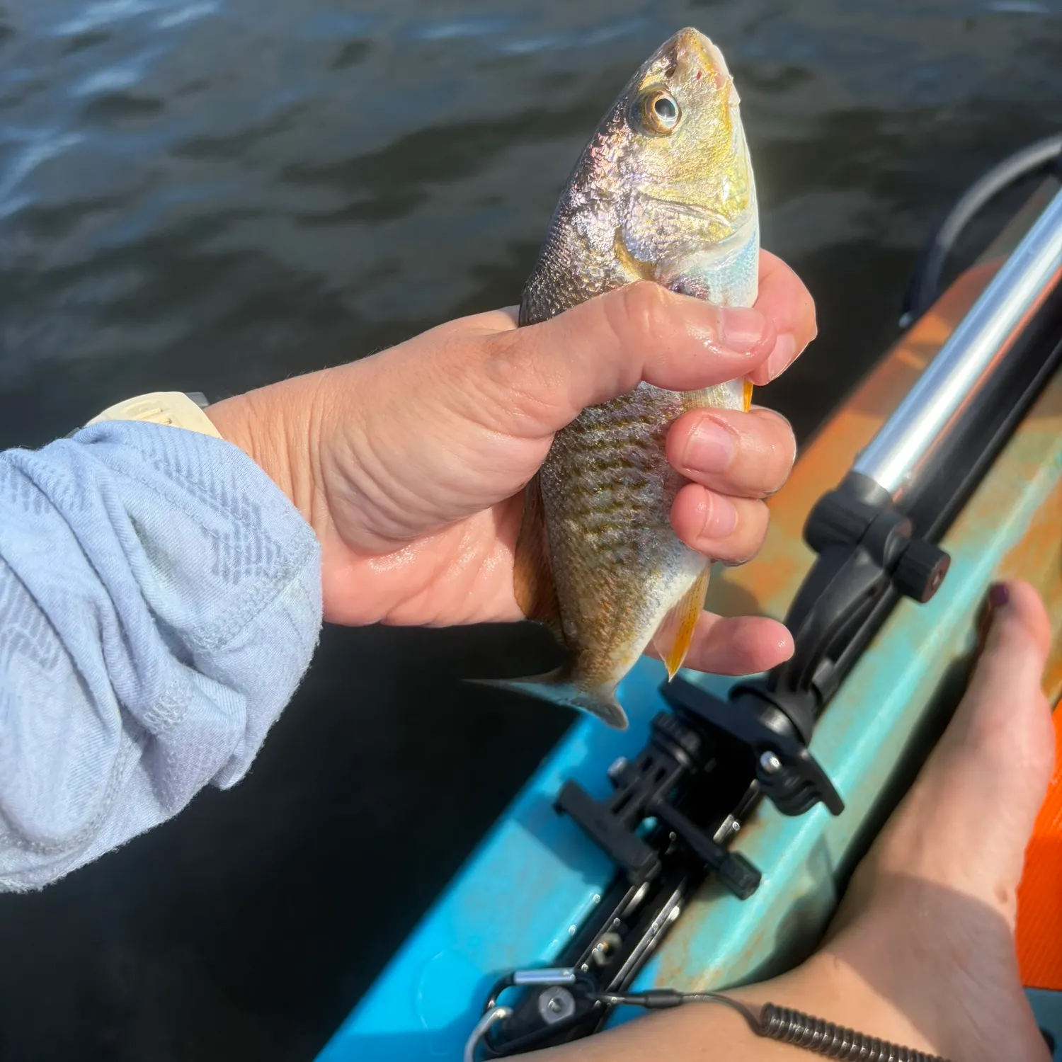 Atlantic croaker caught on Fishbrain