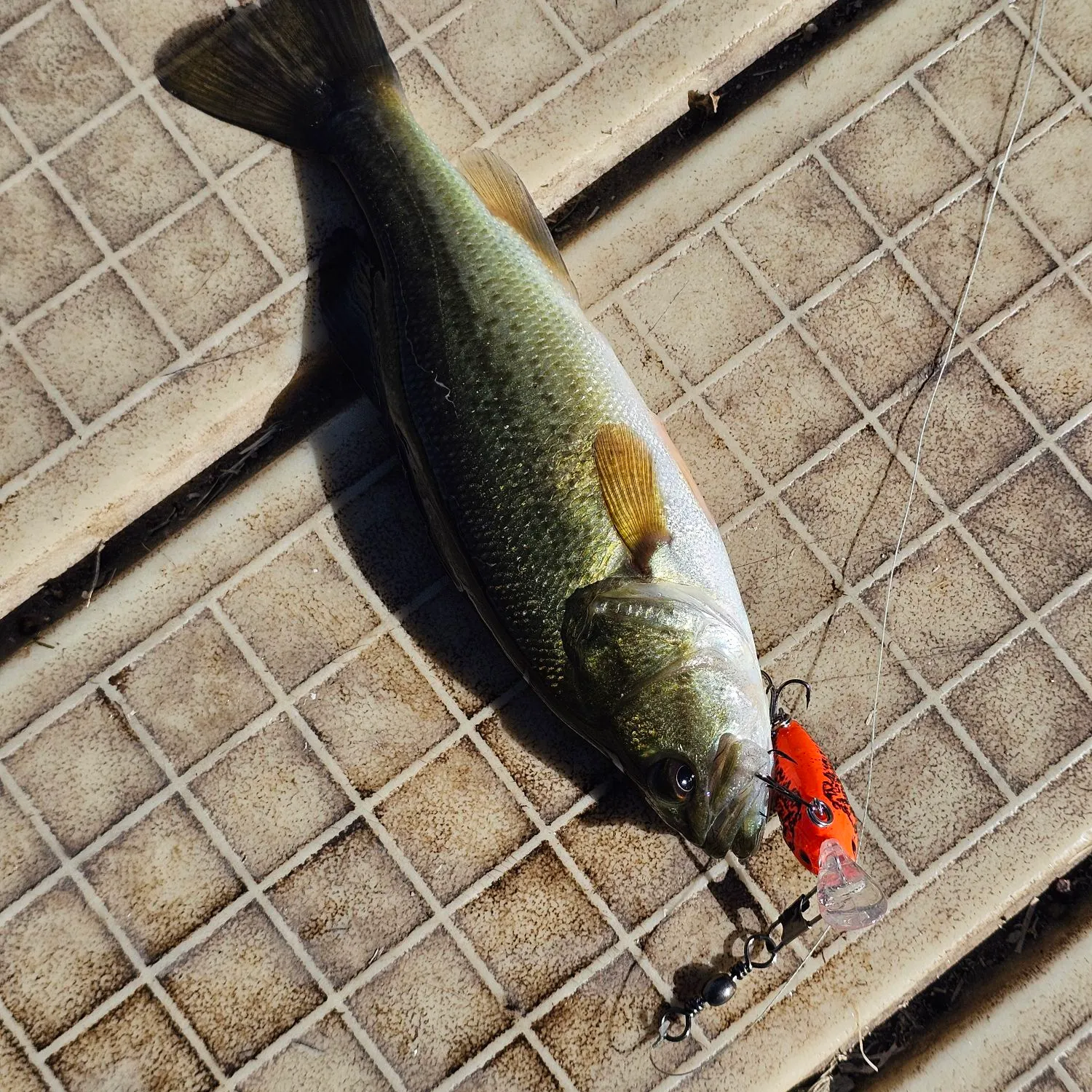 Largemouth bass caught on Fishbrain